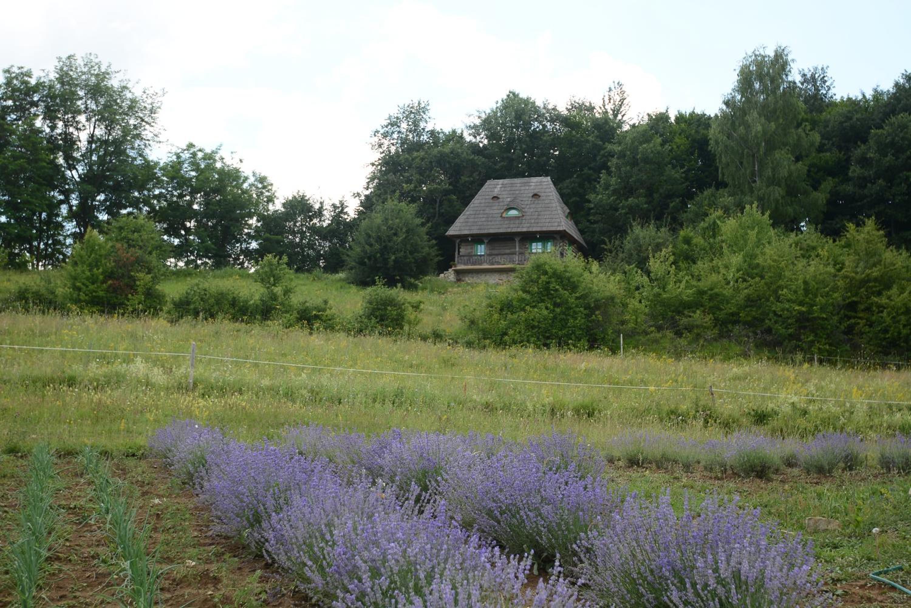 Photo 49