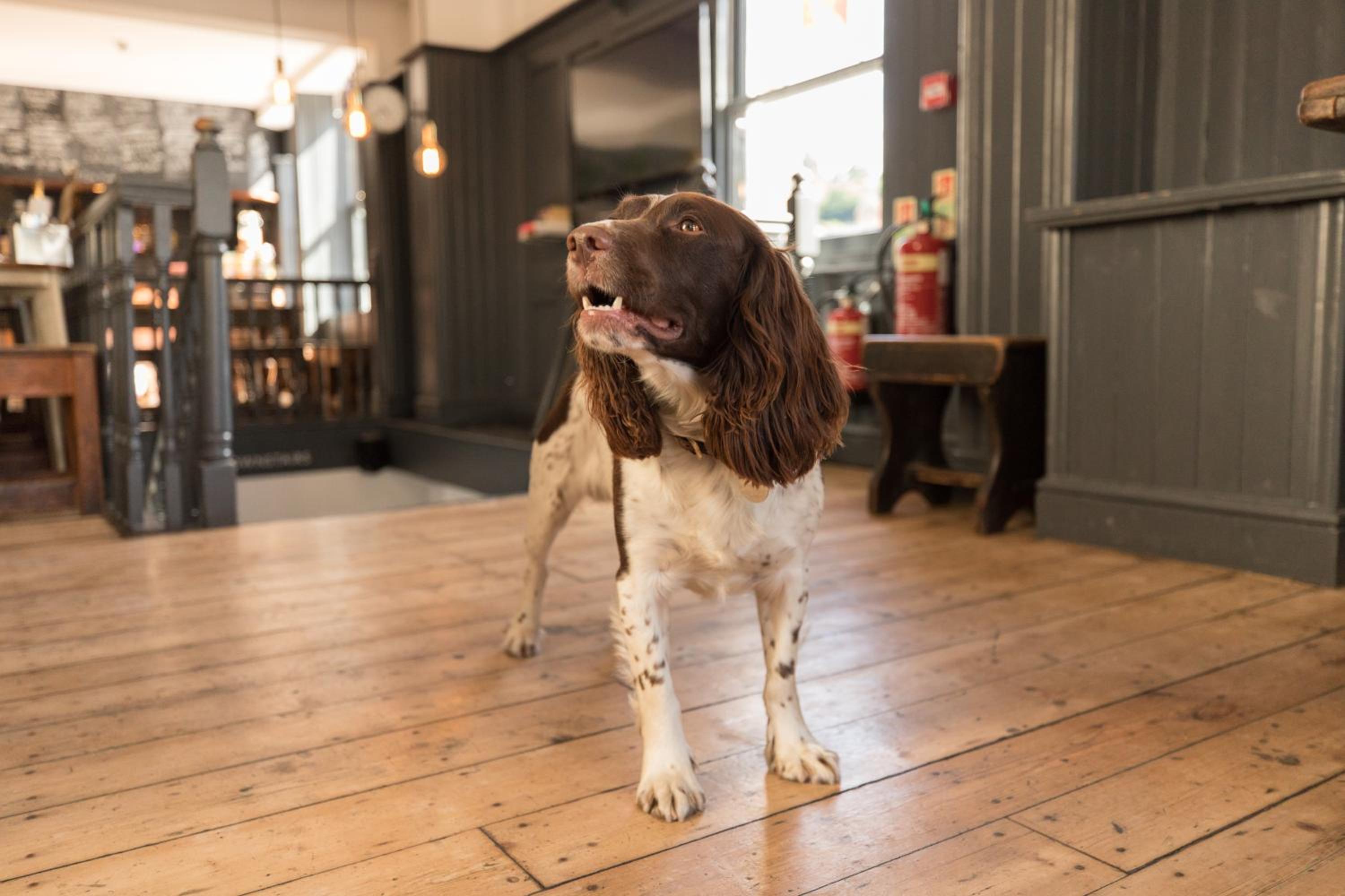 The Black Fox, photo 17