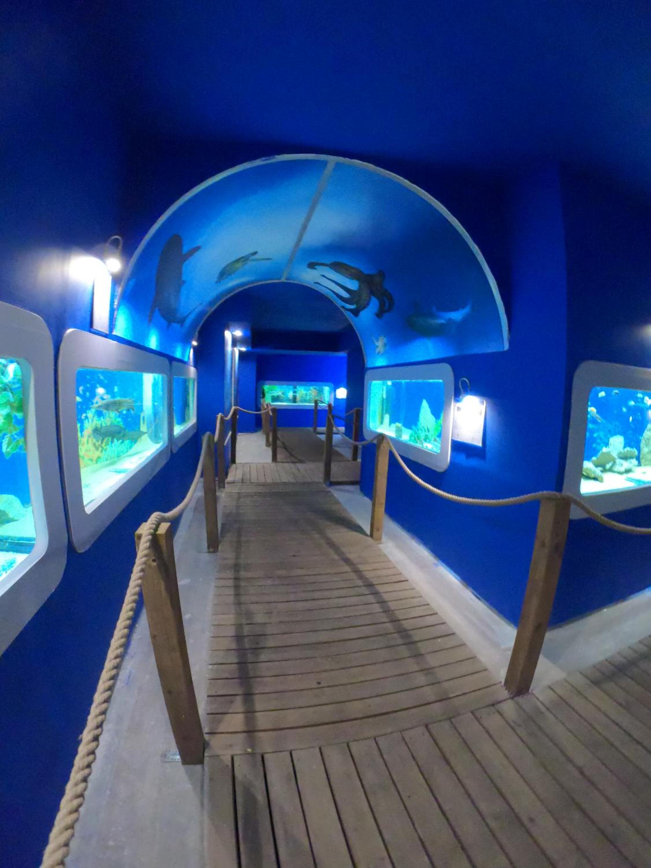 Dolphin House