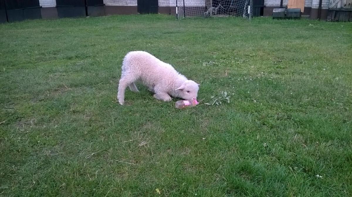 Photo 51