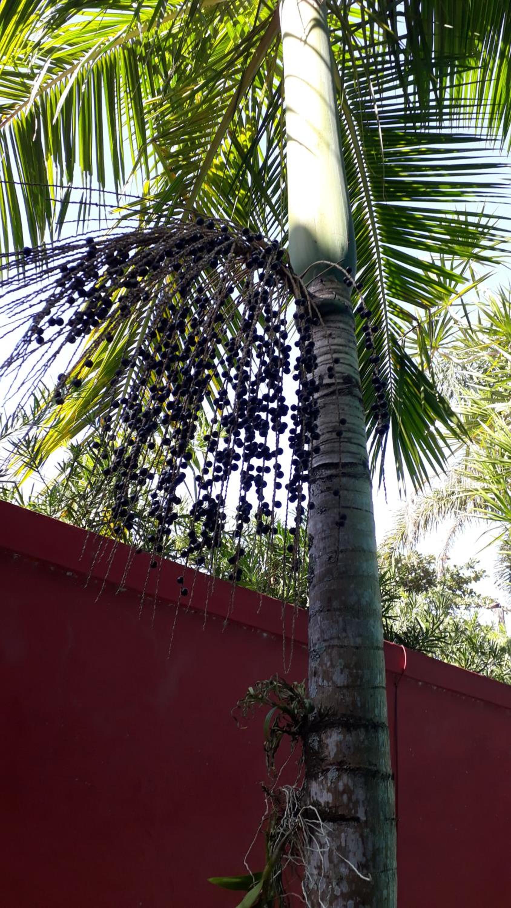 Atlântico