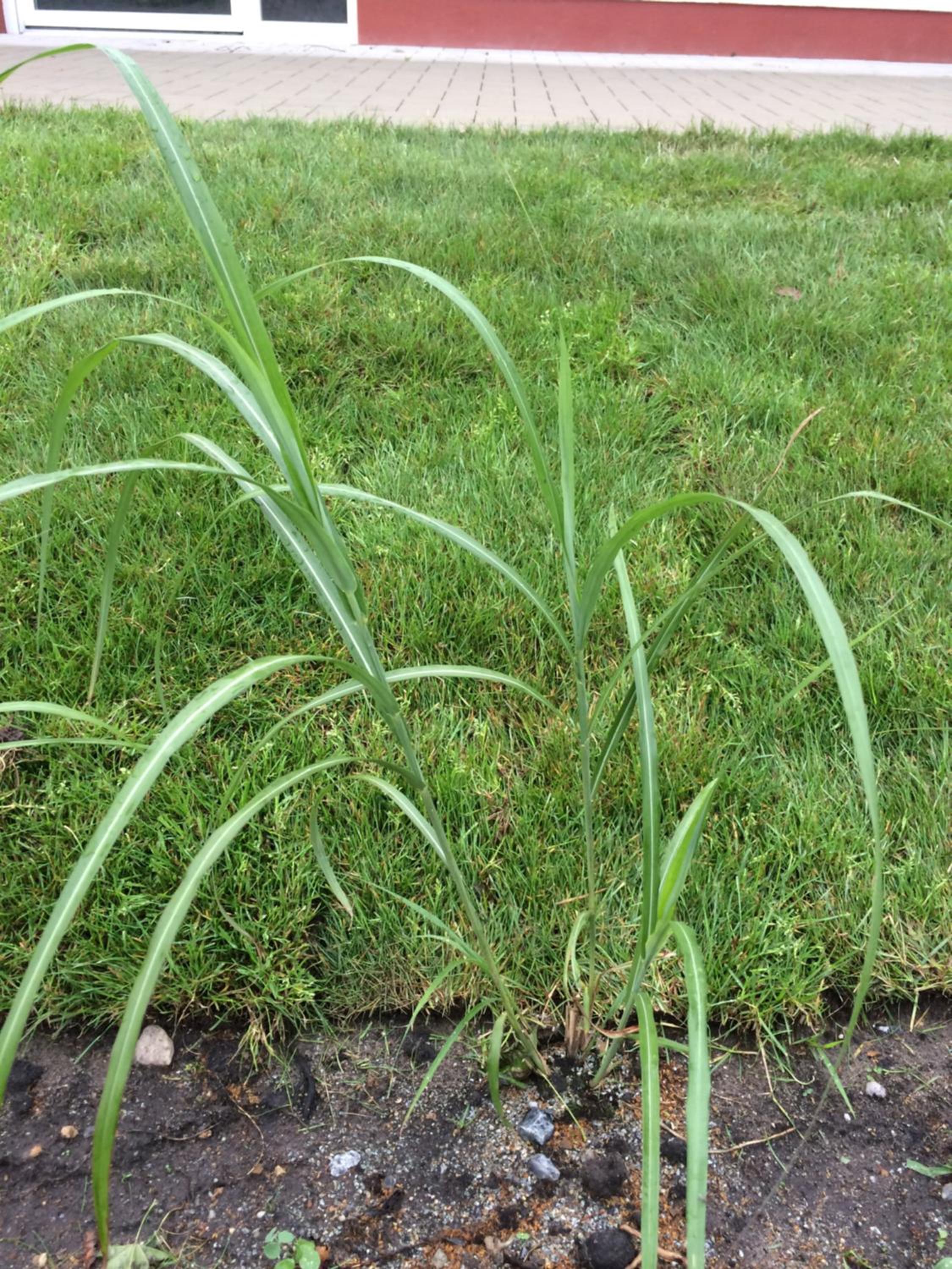 Schilfblume