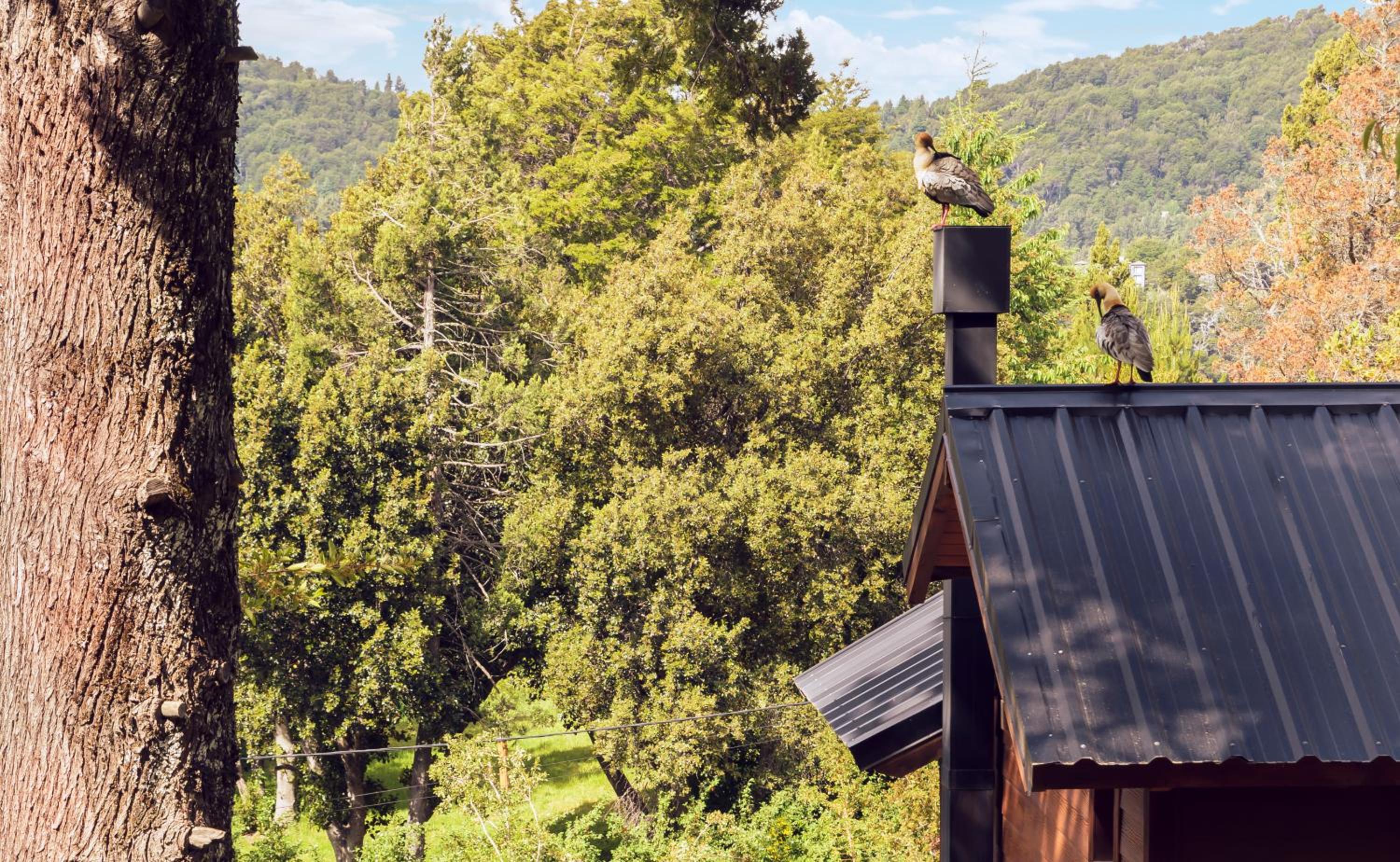 Cabañas Bosque del Nahuel