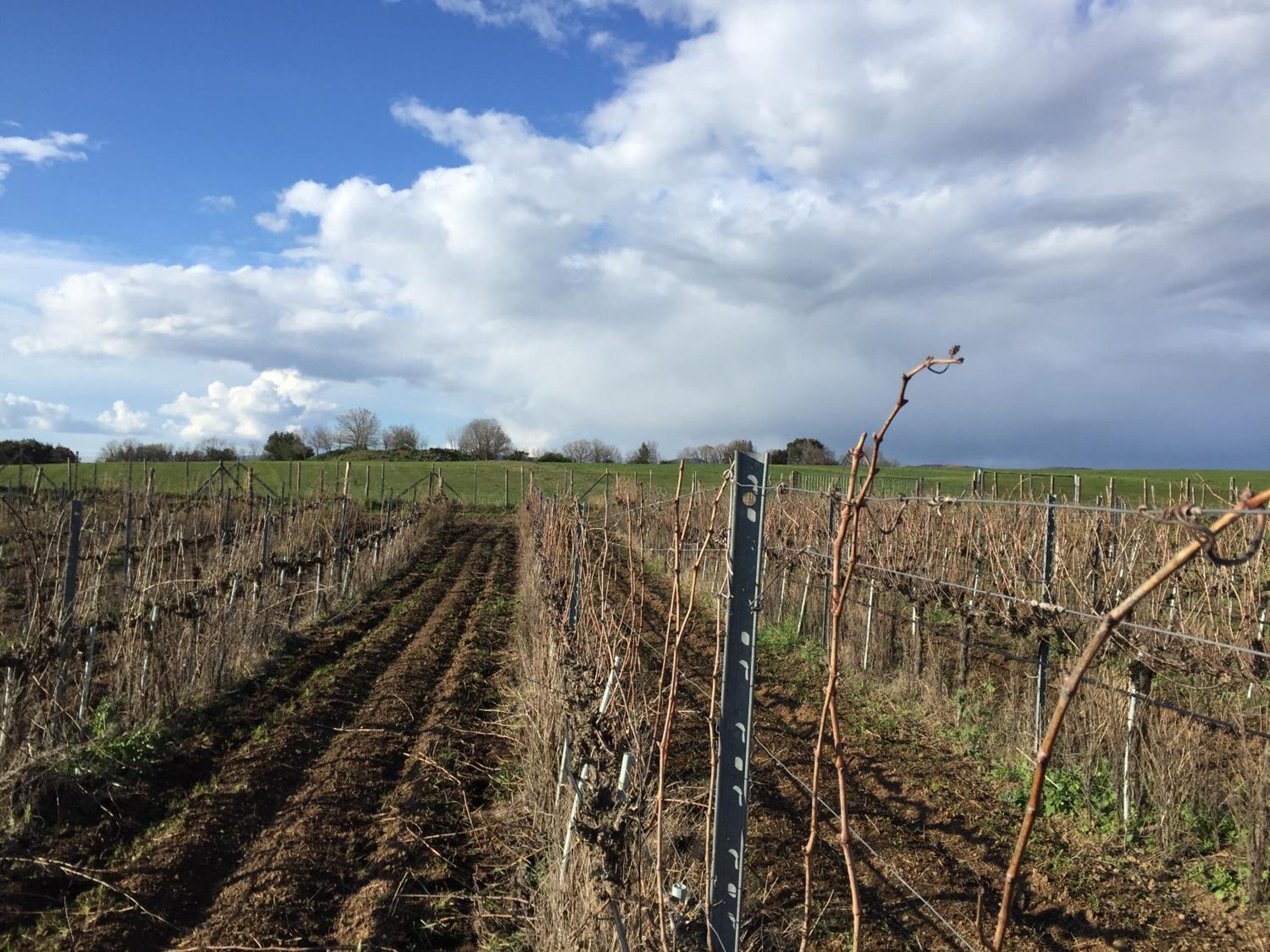 Azienda Agricola Sinisi
