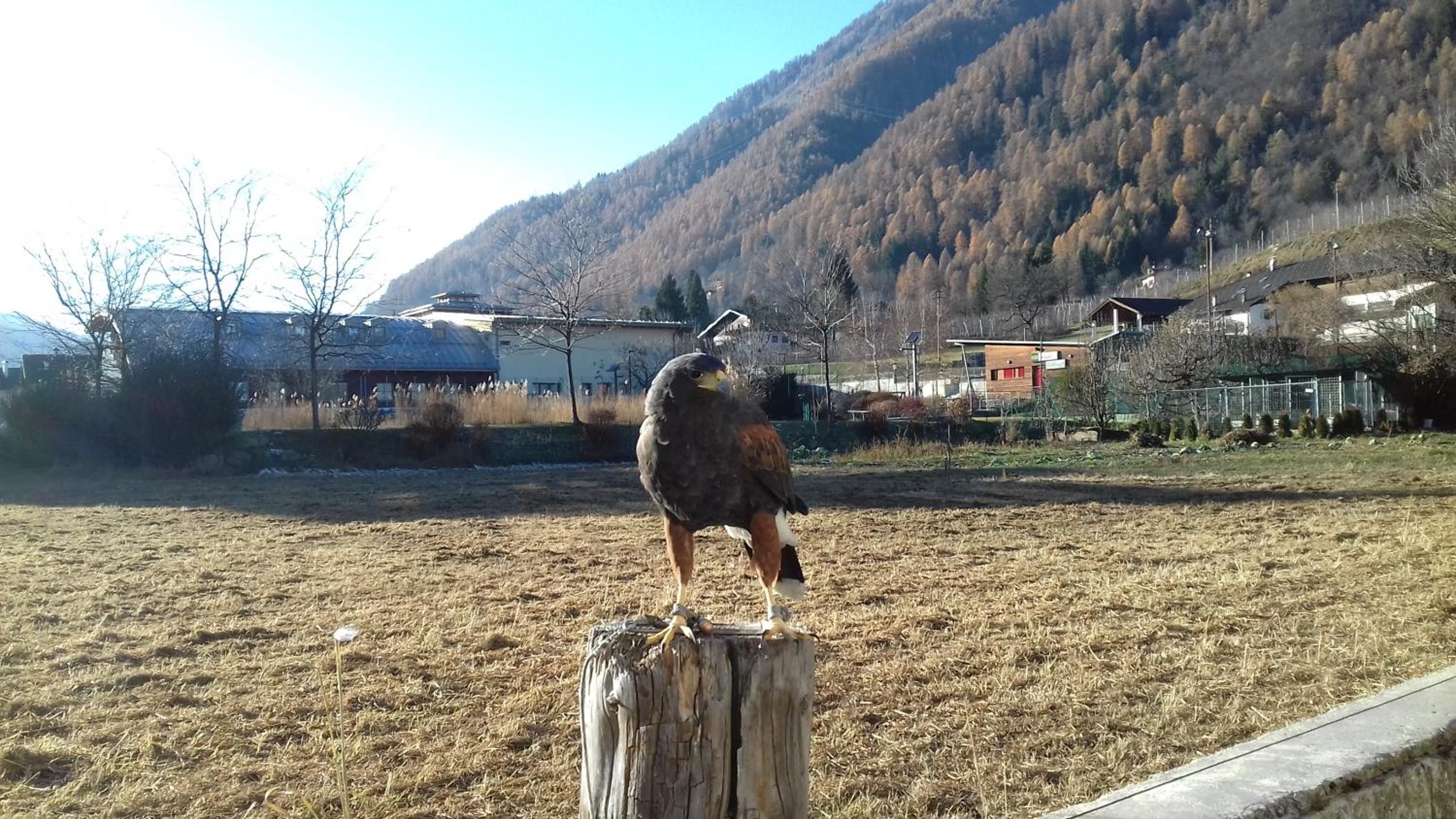 B&B Nido Delle Aquile