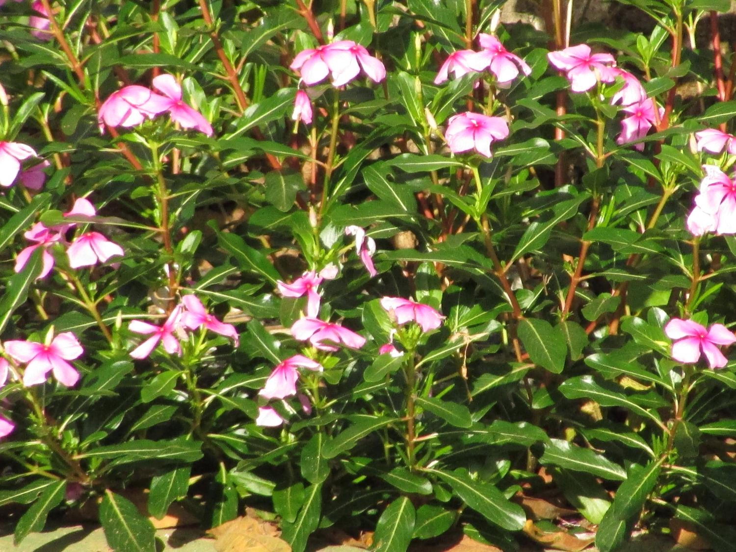 Photo 41