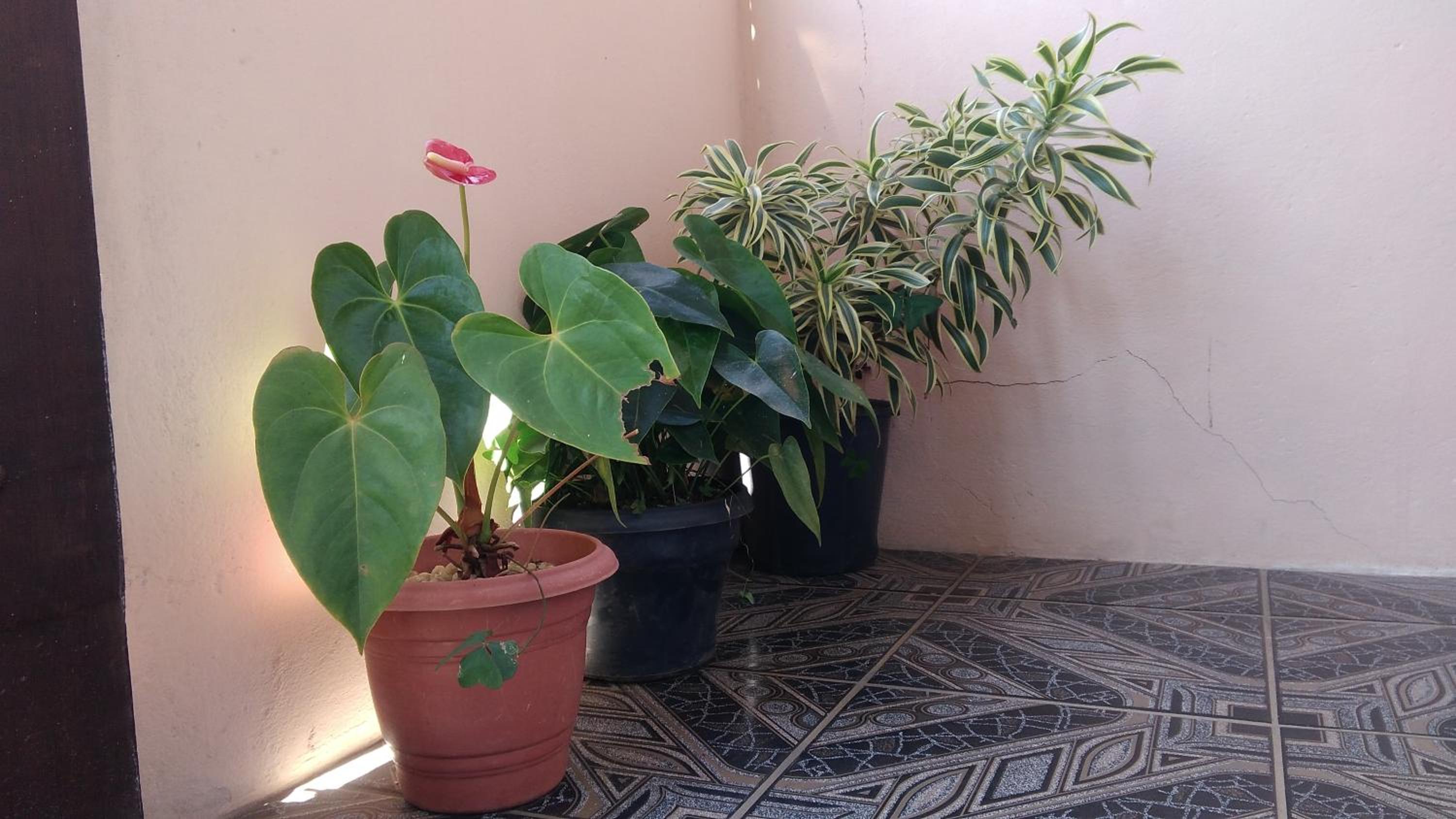 Casa Rô
