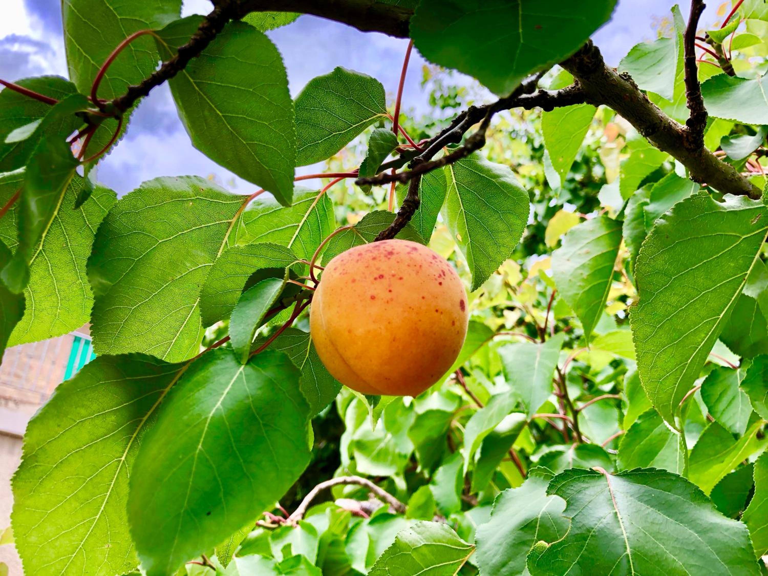 Podere Ostoncino