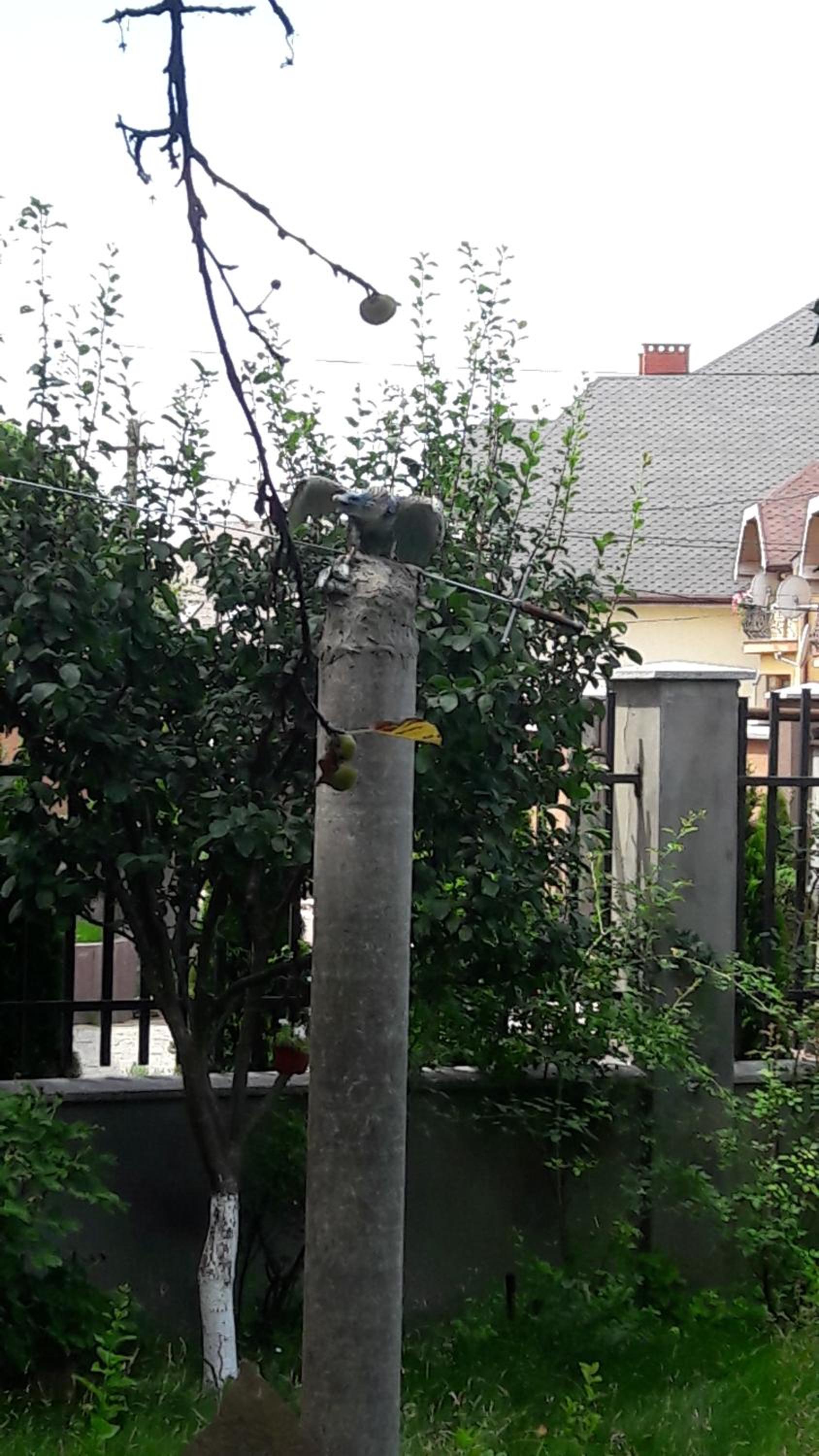 Photo 44