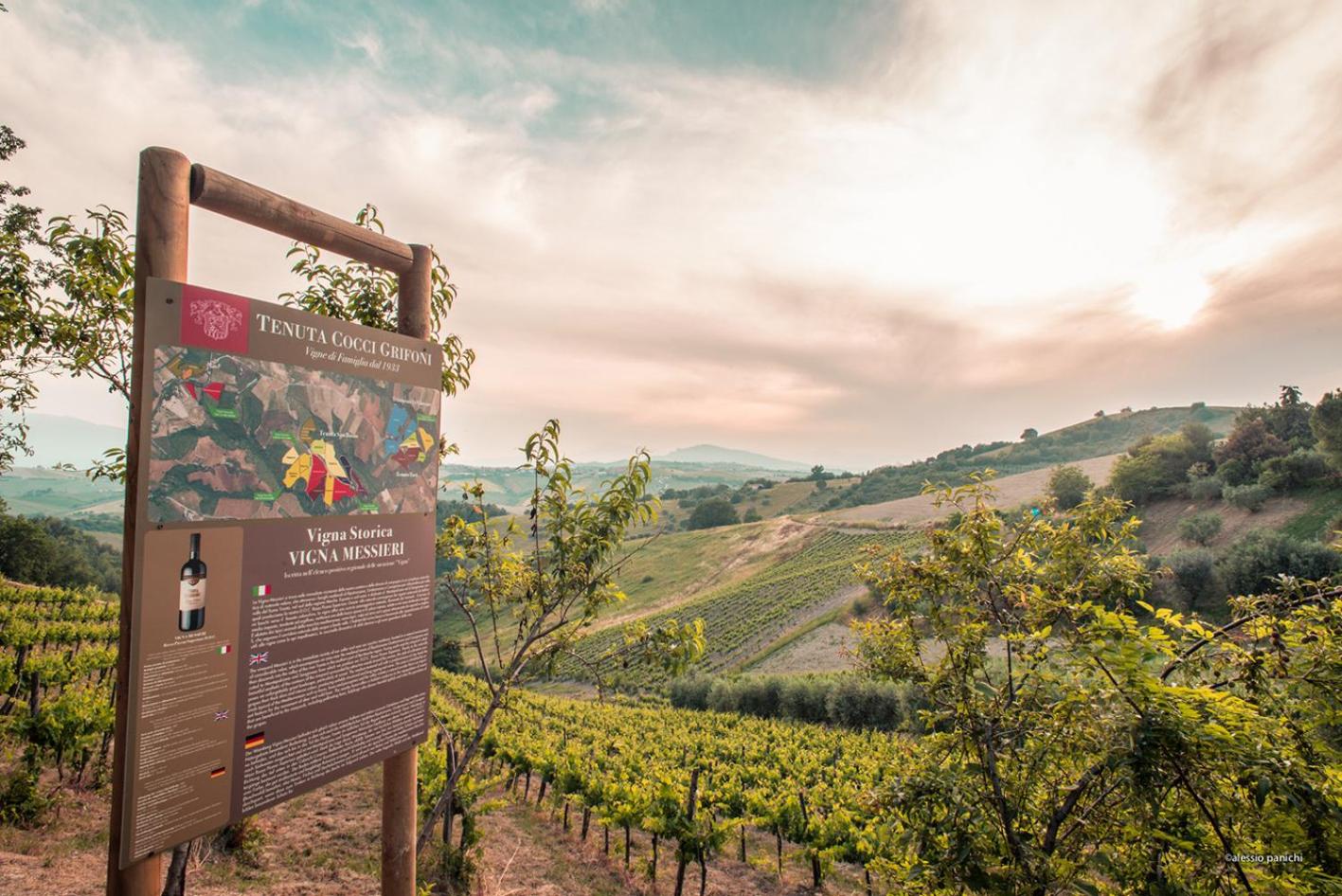Relais Cocci Grifoni - Panoramic Wine Resort
