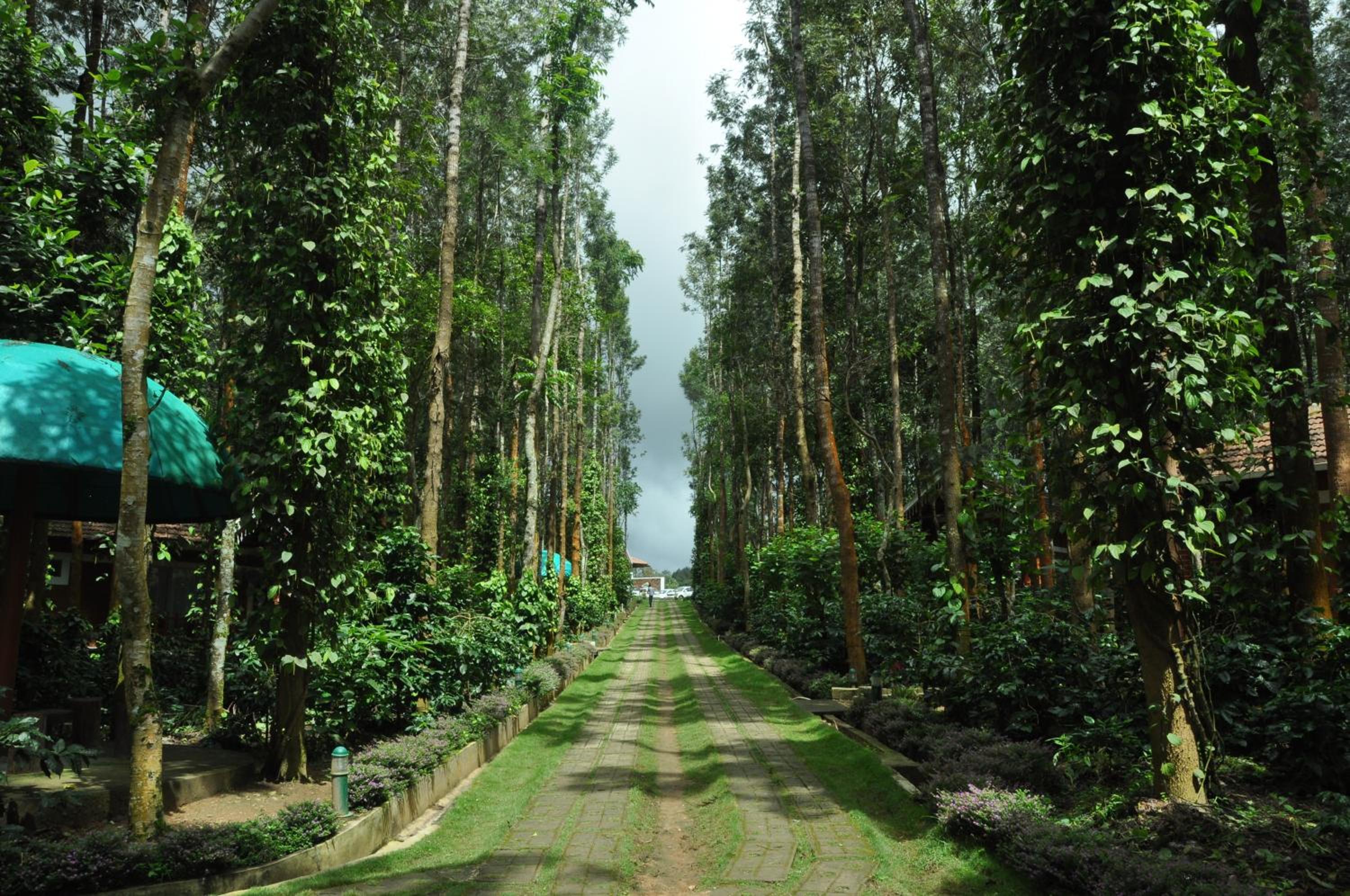 Coffee Grove Resort view 4
