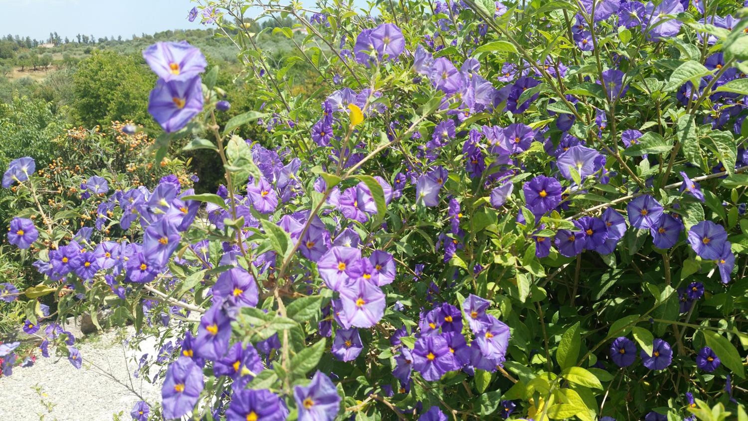 Finca Rayo del Sol