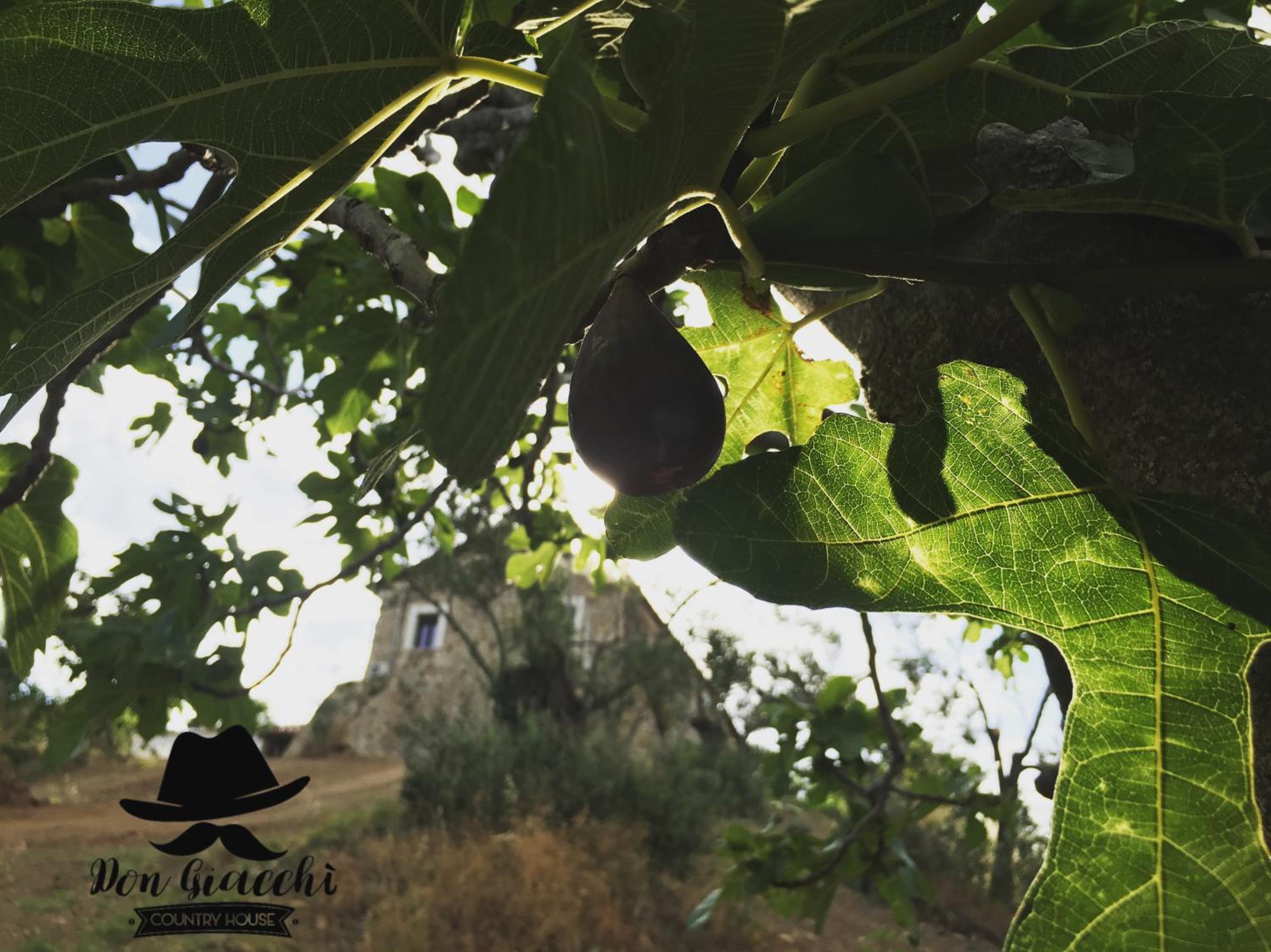 Don Giacchì Country House