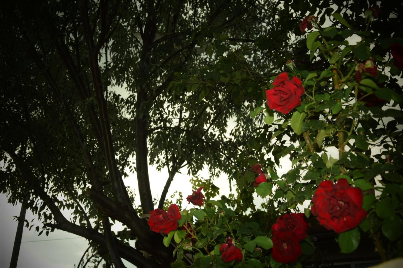 Ipekyolu Garden