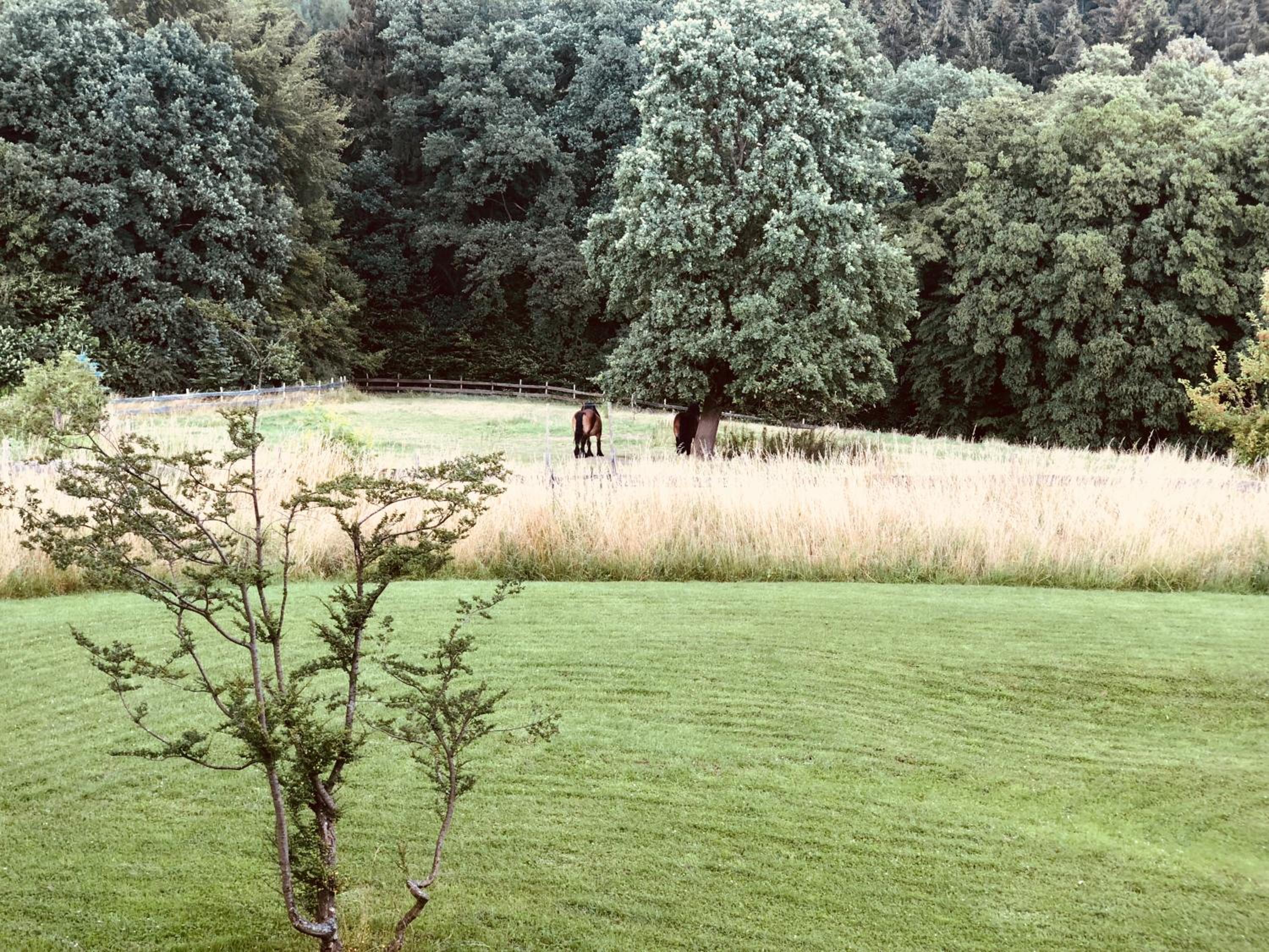 Quiet Nature Near Cologne 2
