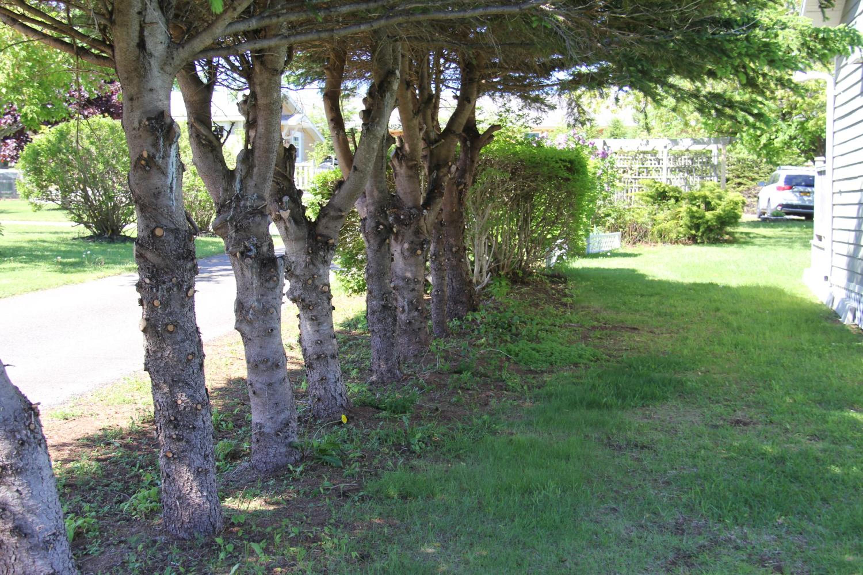Avonlea Cottages
