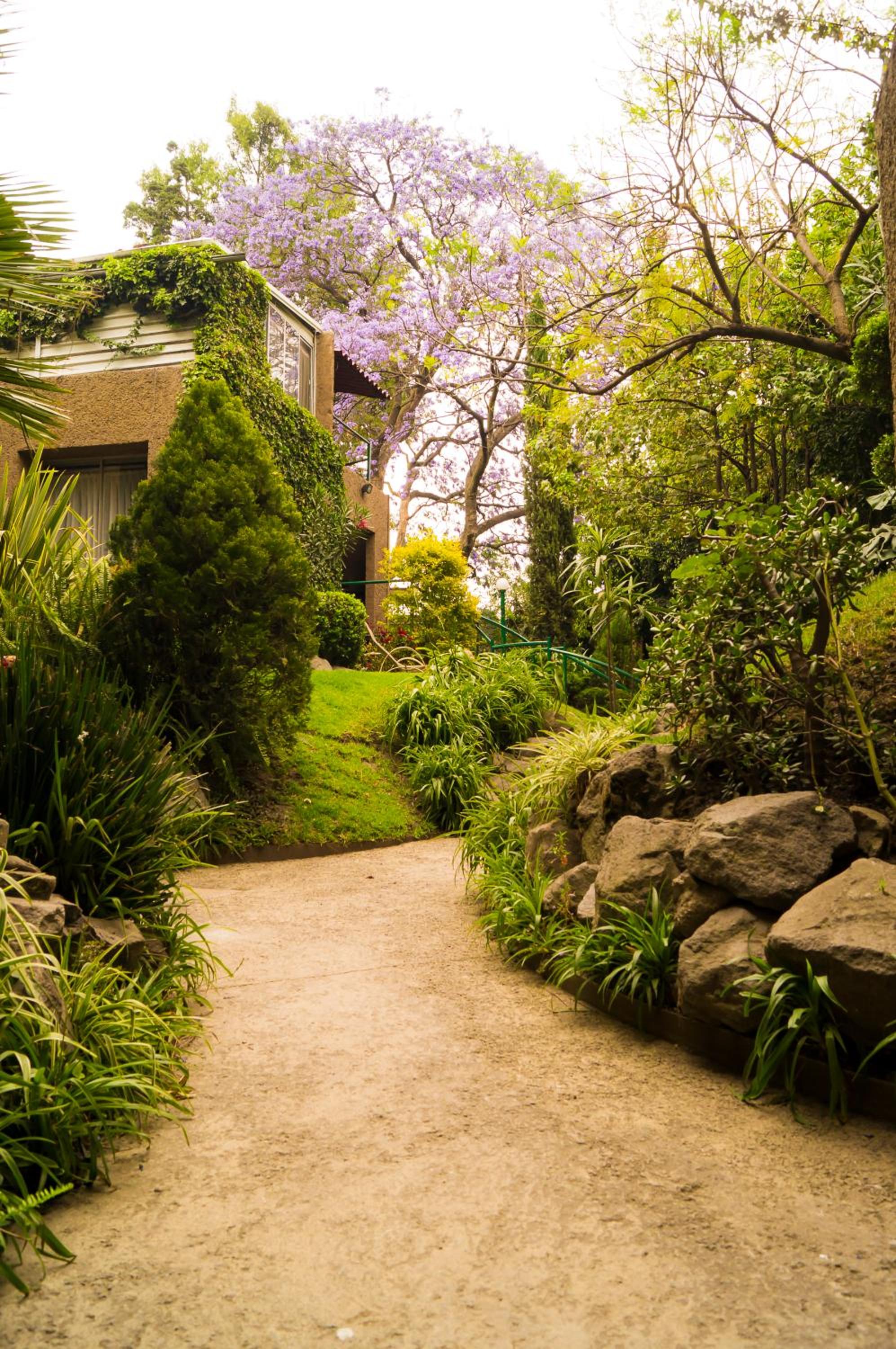 Suite 2B, Vista, Garden House, Welcome to San Angel photo 5