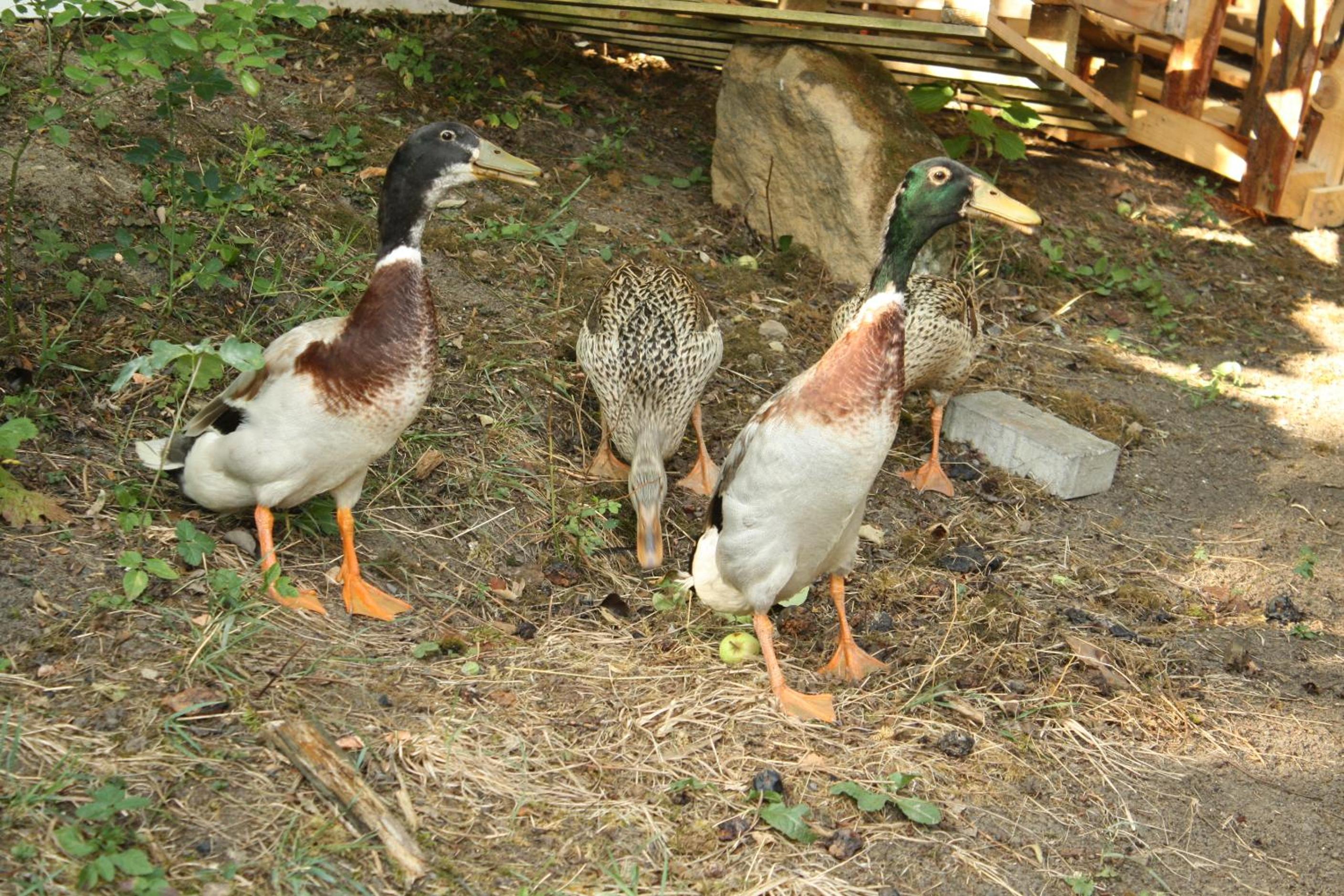 Photo 19