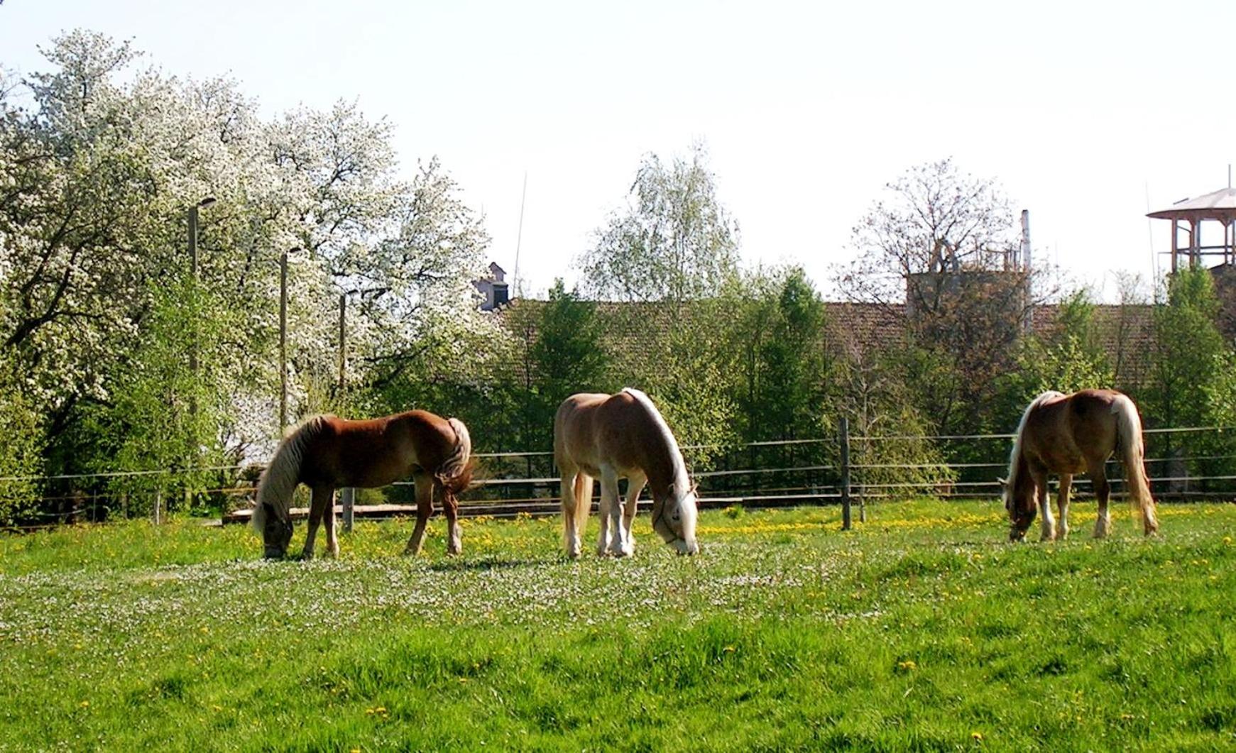 Reiterbauernhof Schönlehenhof