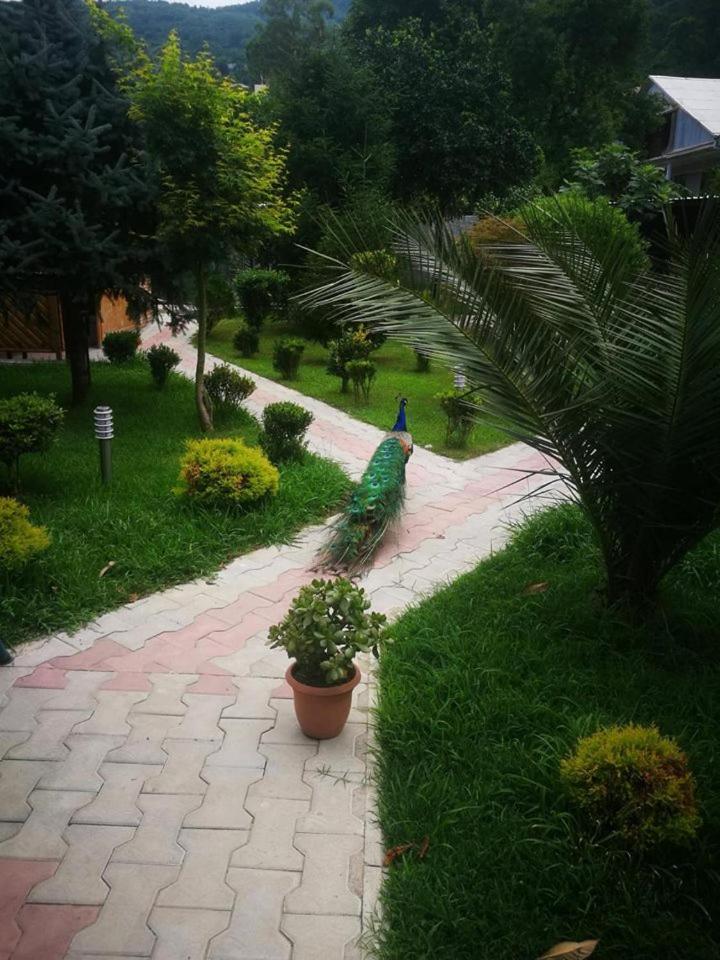 Vacation Home Nukri