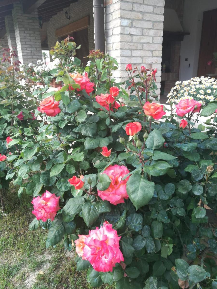 Photo 117