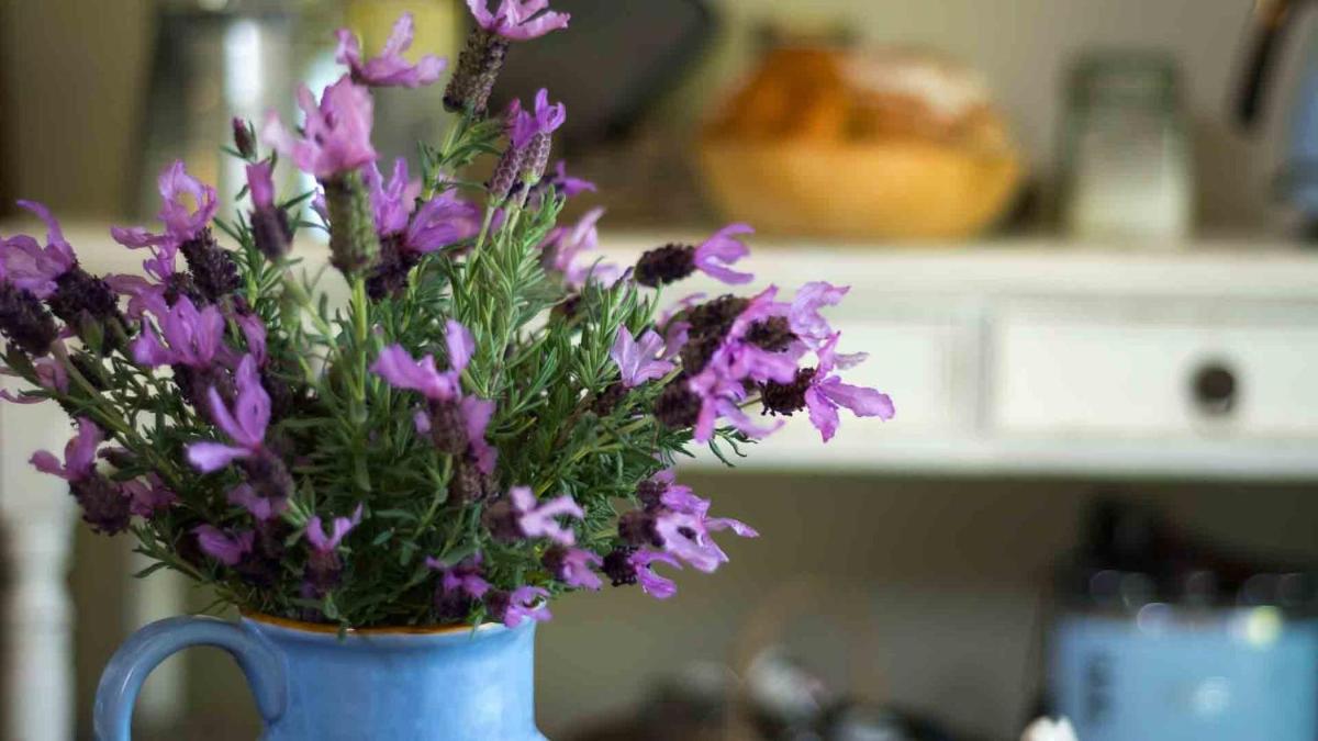 Vicarage View Cottage
