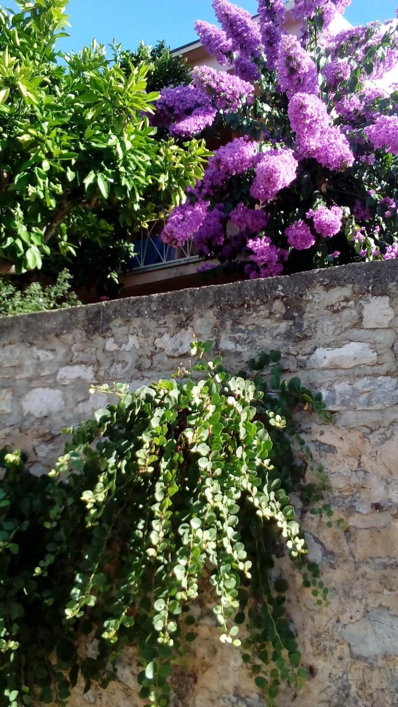 Guest House Roza