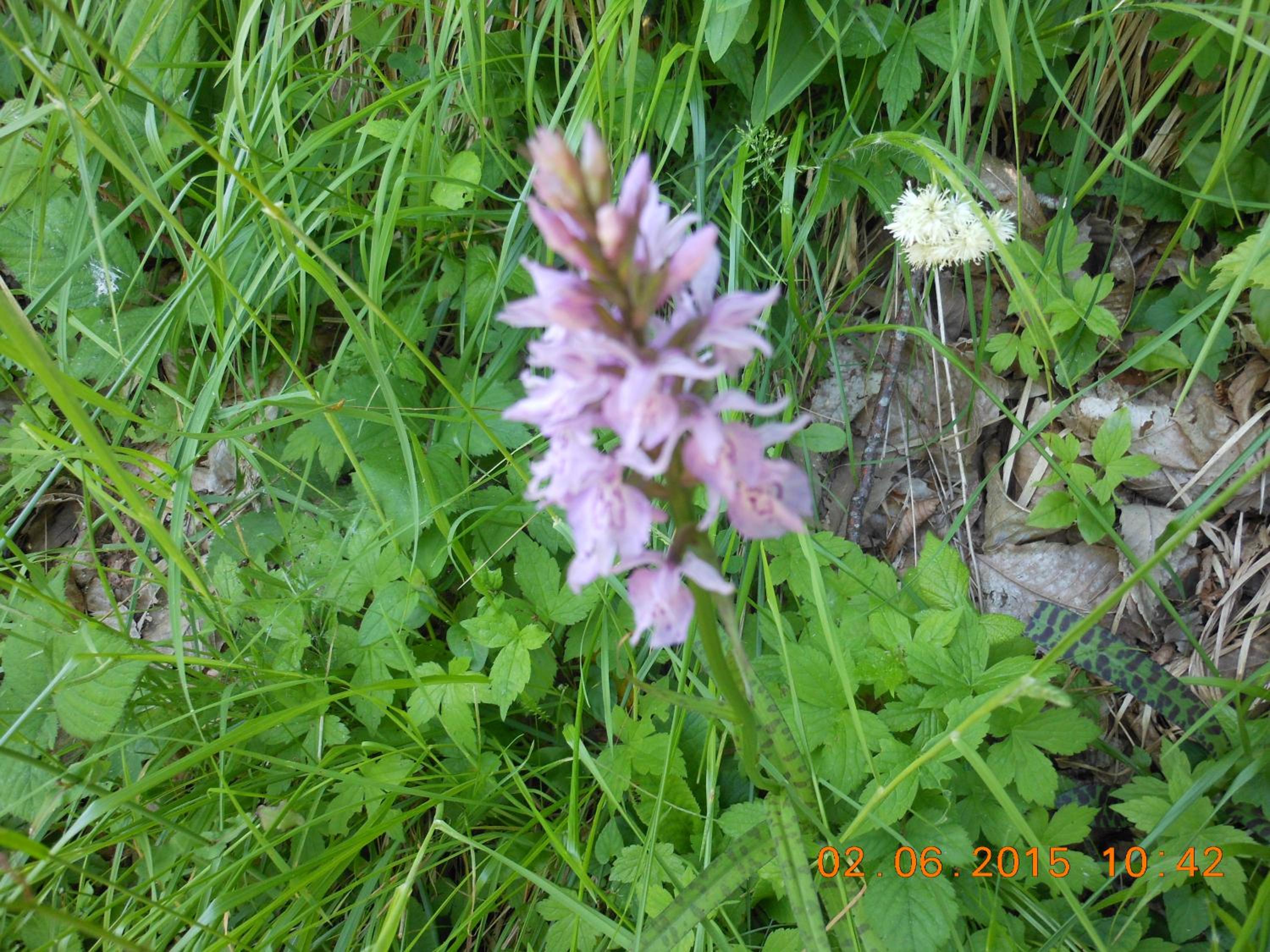 Photo 41