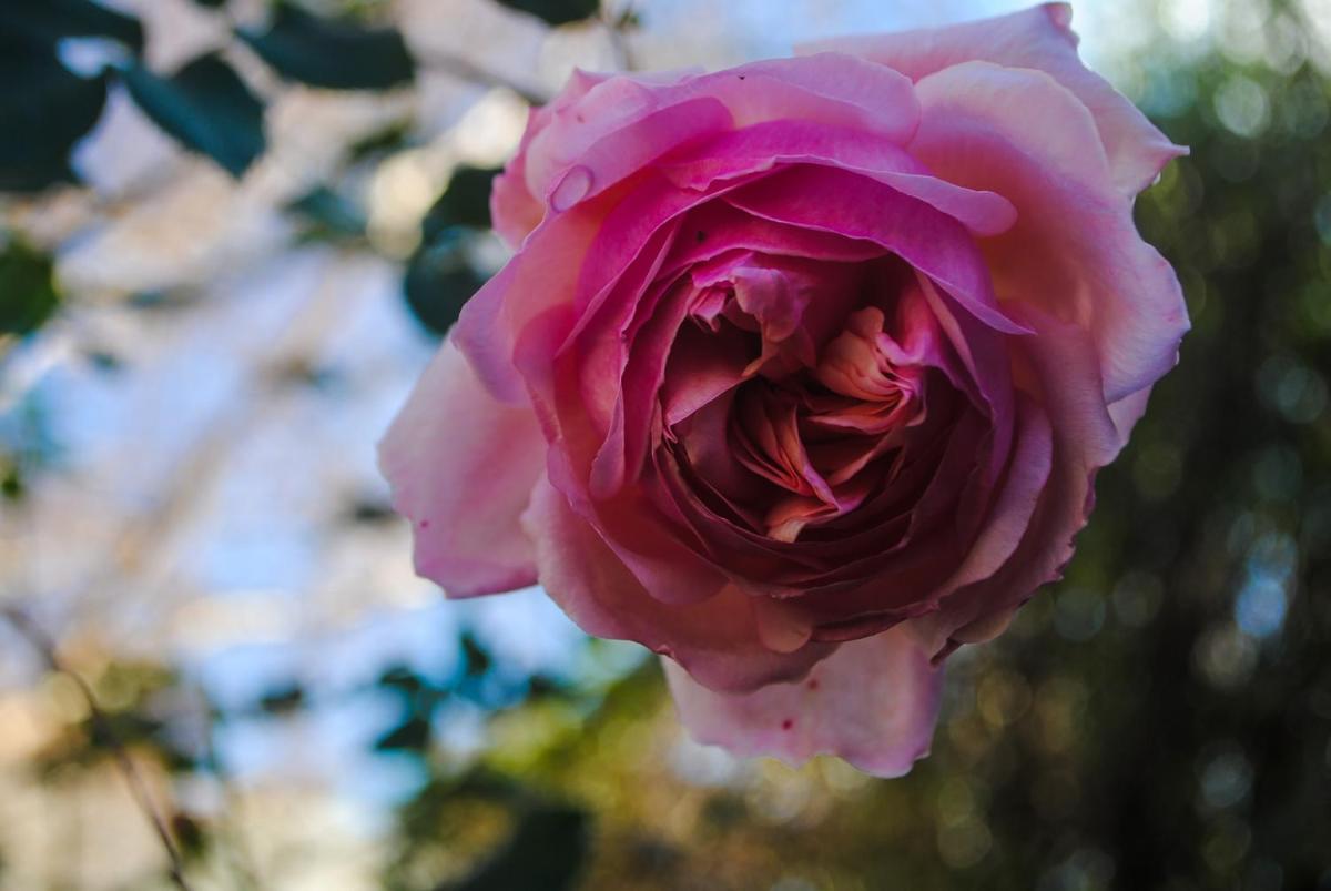 Bed of Roses