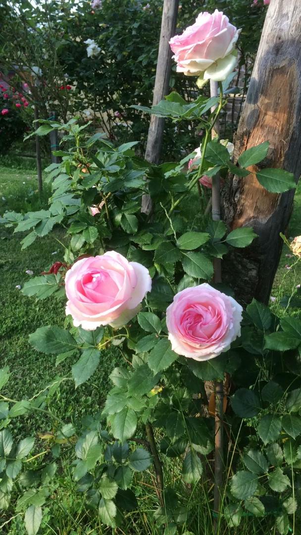Podere Delle Rose