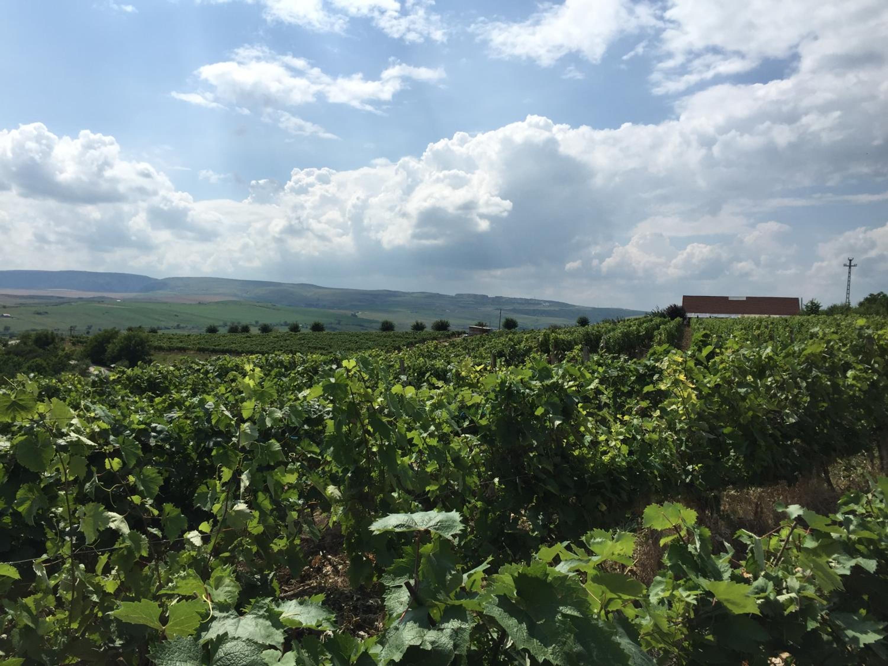 Wineyards Salin view 4