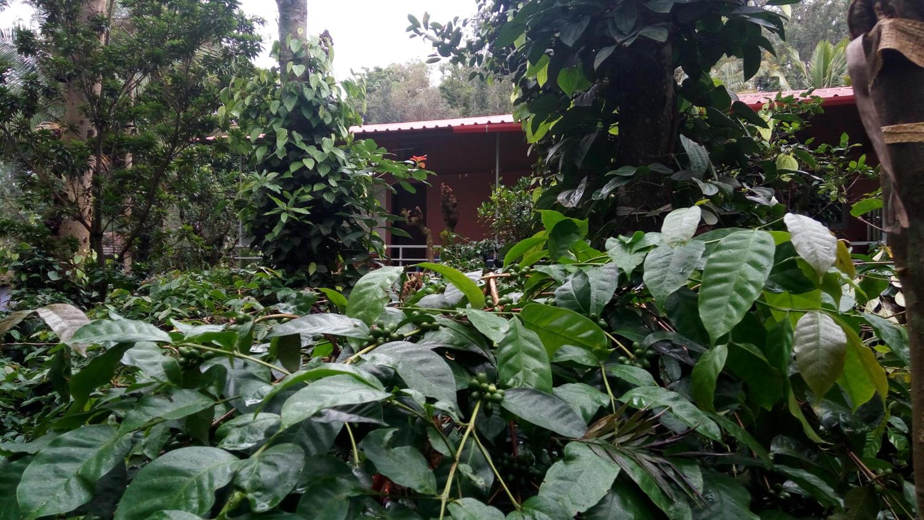 StaySimple Spicefarm