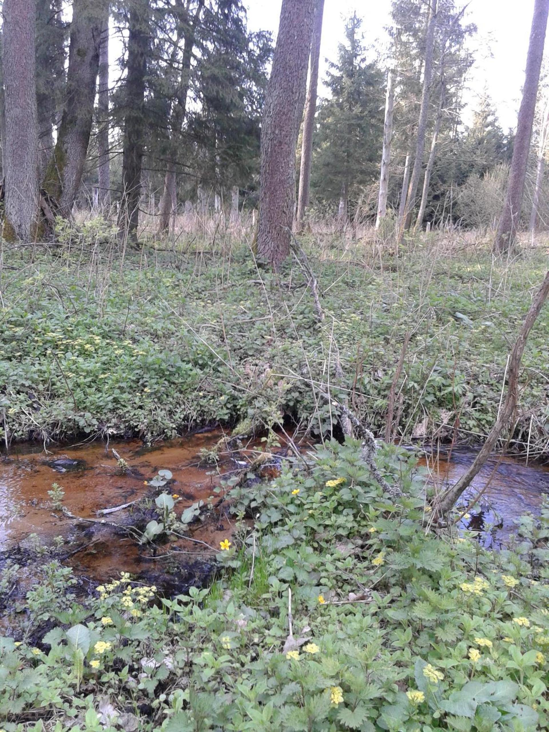 Photo 27