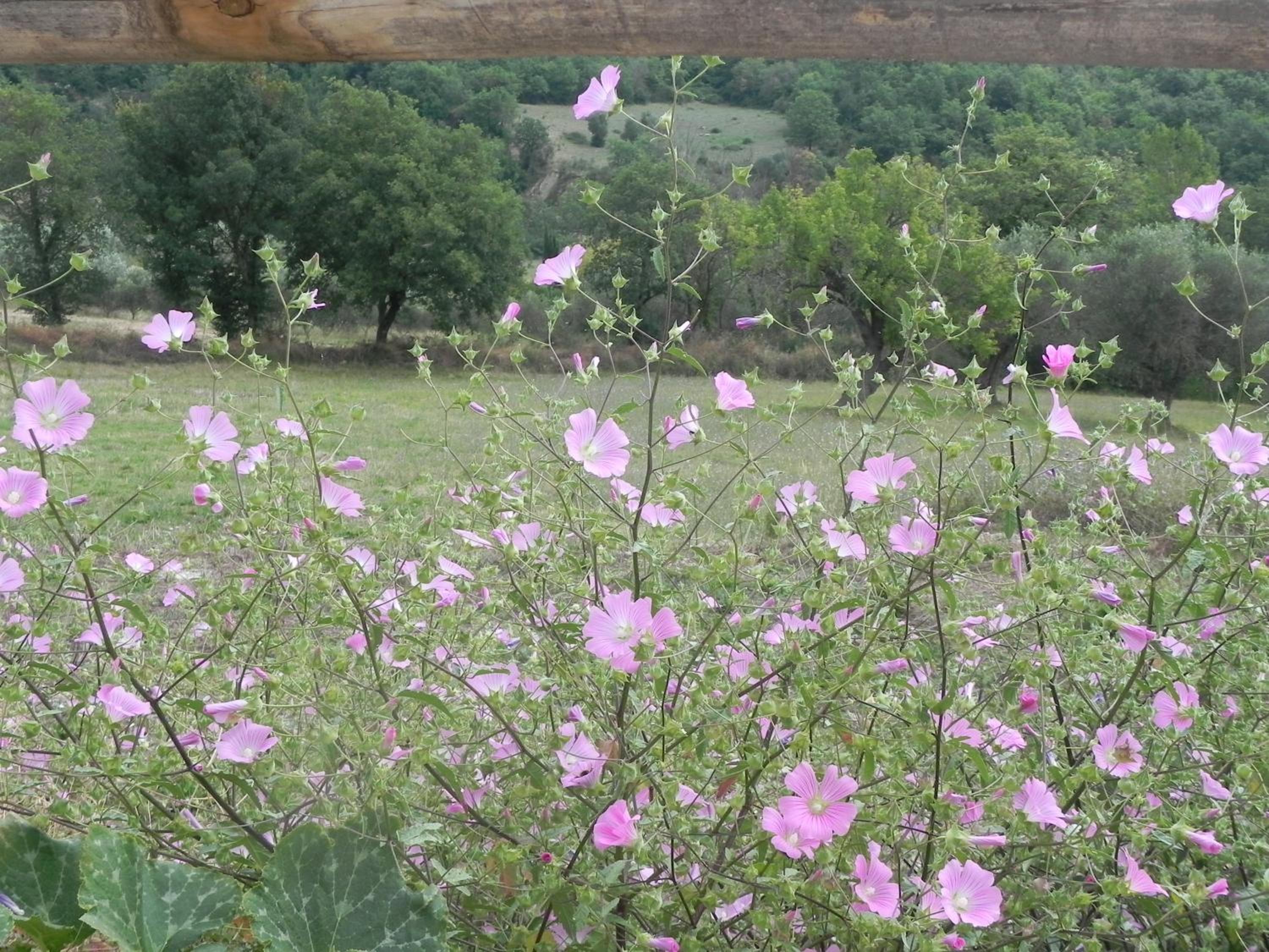 Agriturismo B&B Il Rifugio di Nino