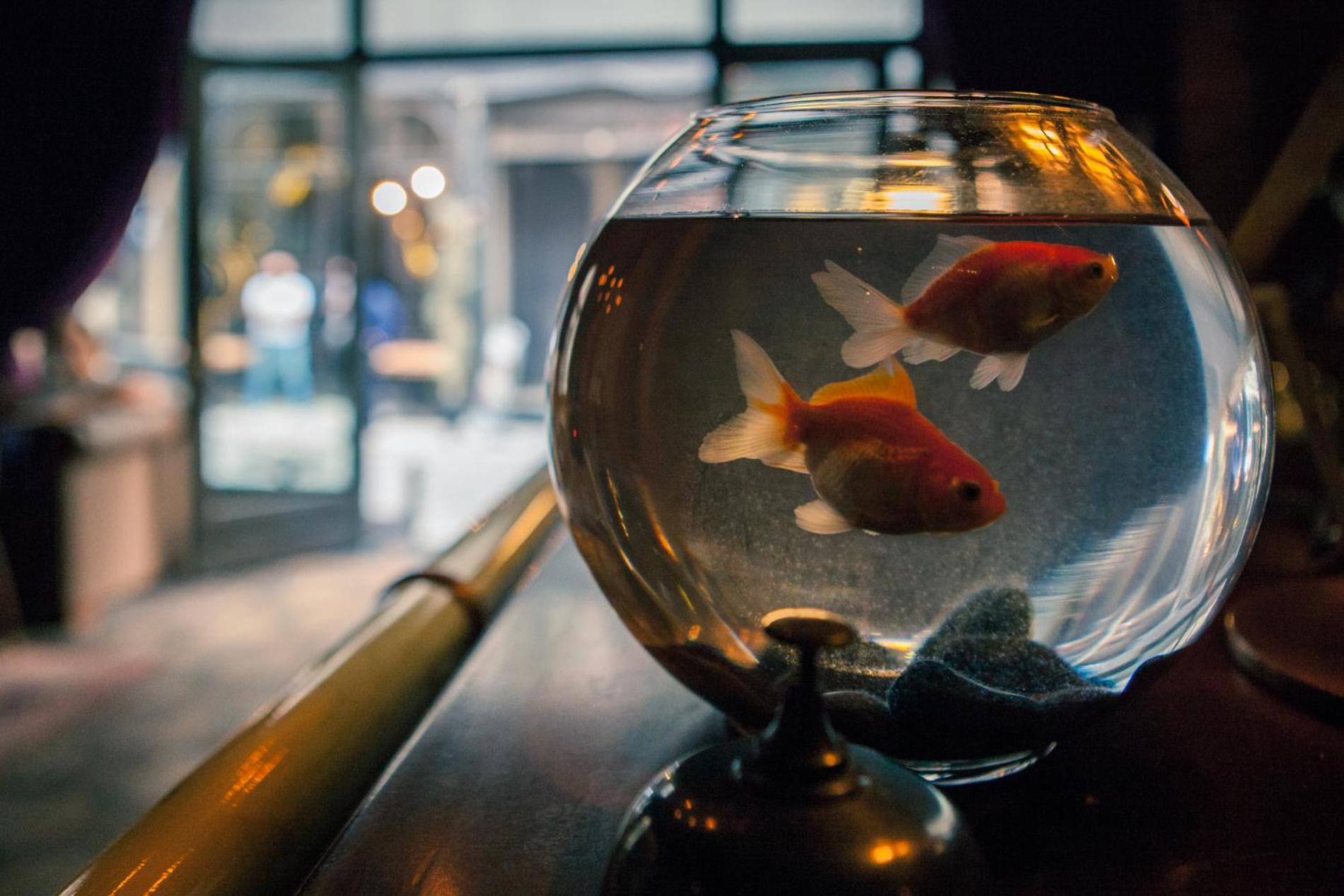 Georges Otel Galata - Image 92