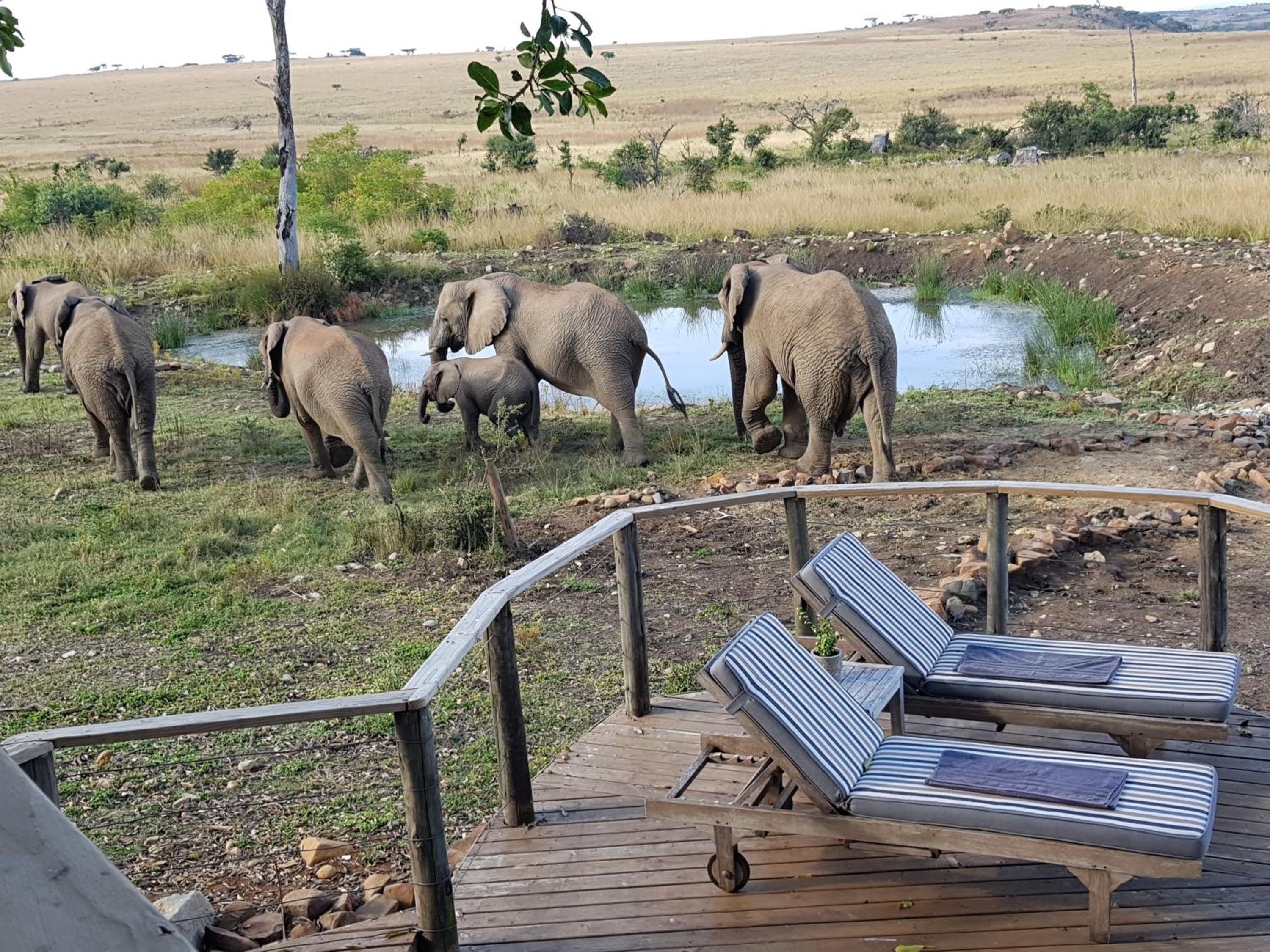 Nambiti Plains Lodge