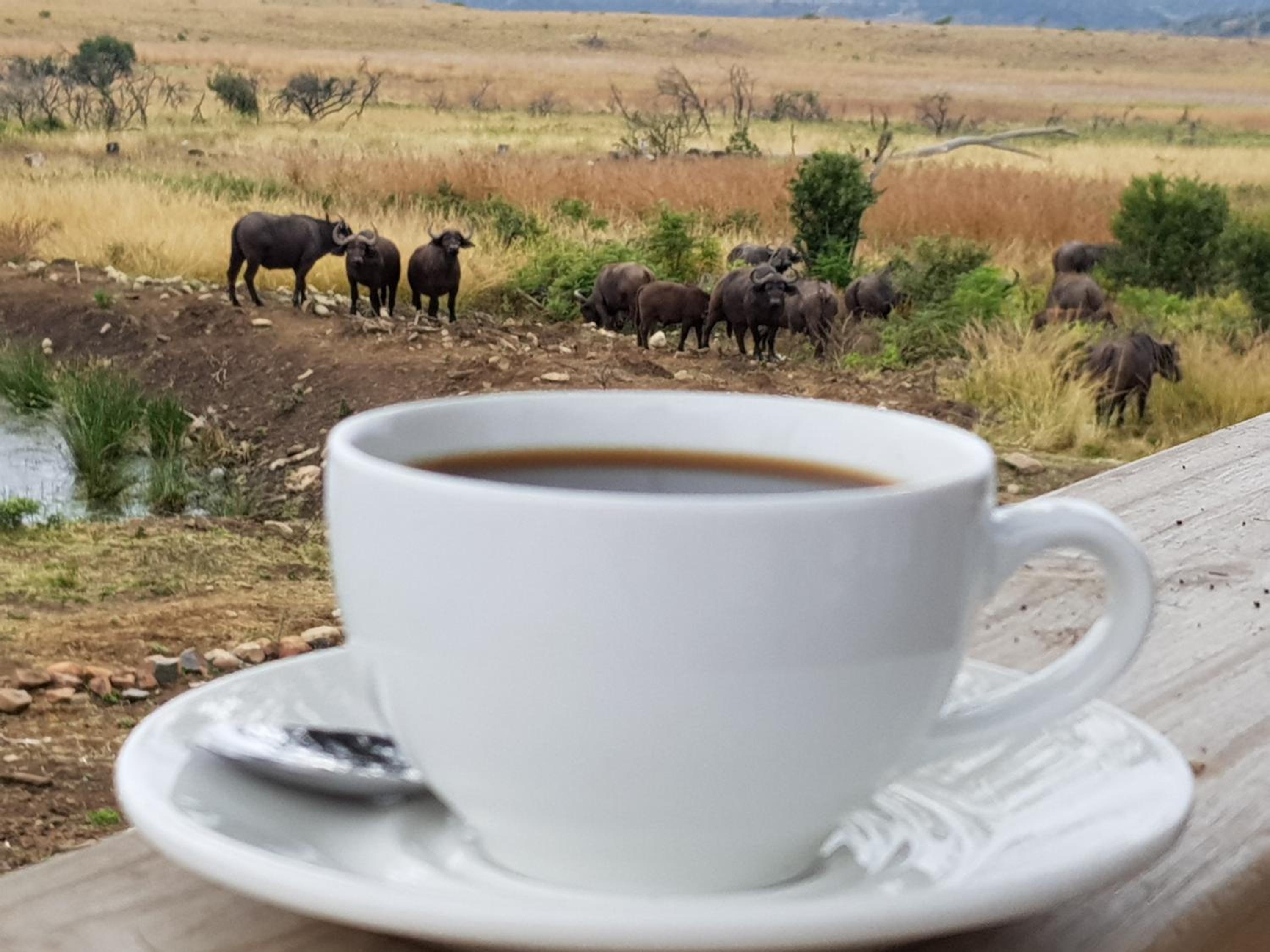 Nambiti Plains Lodge