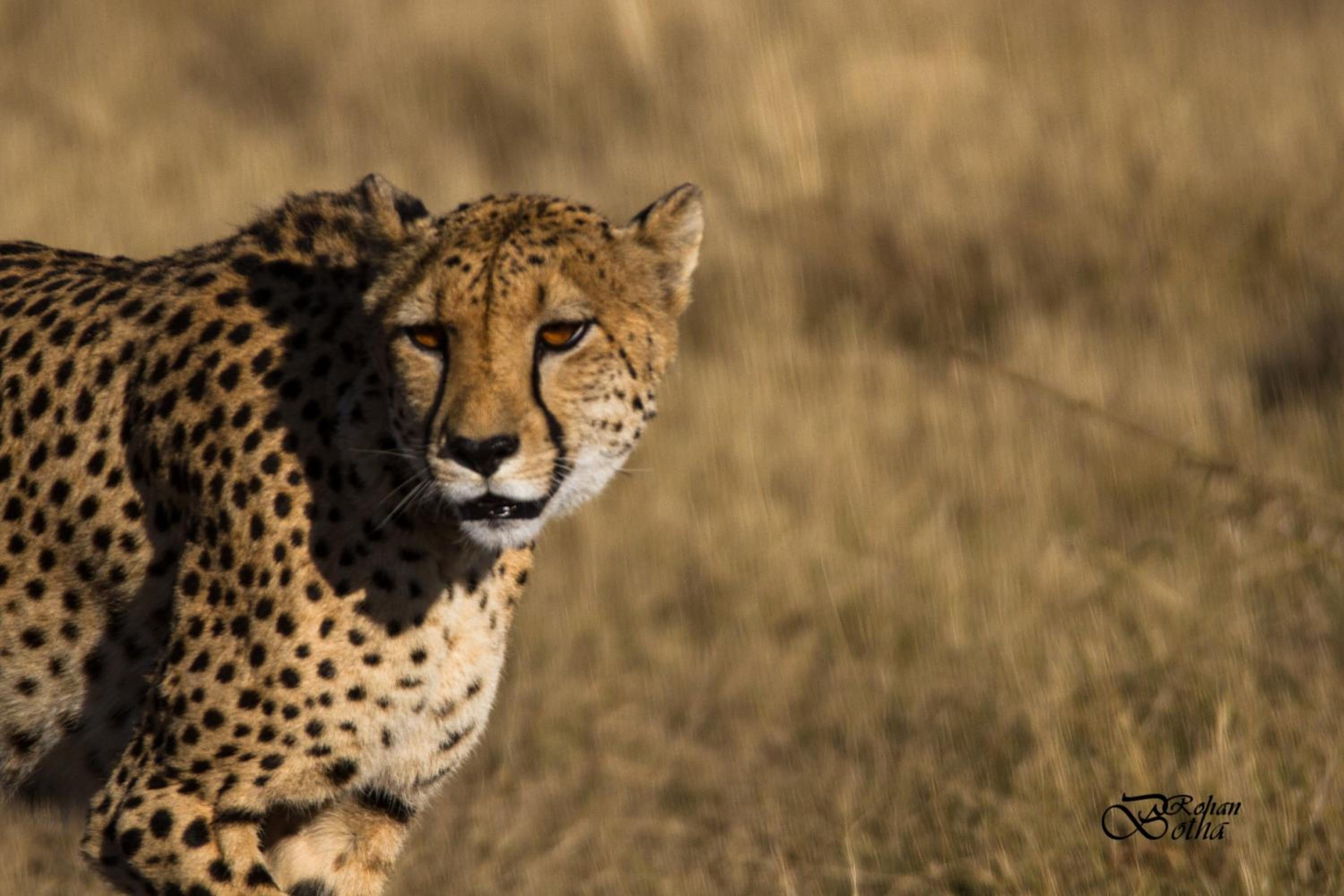 Nambiti Plains Lodge