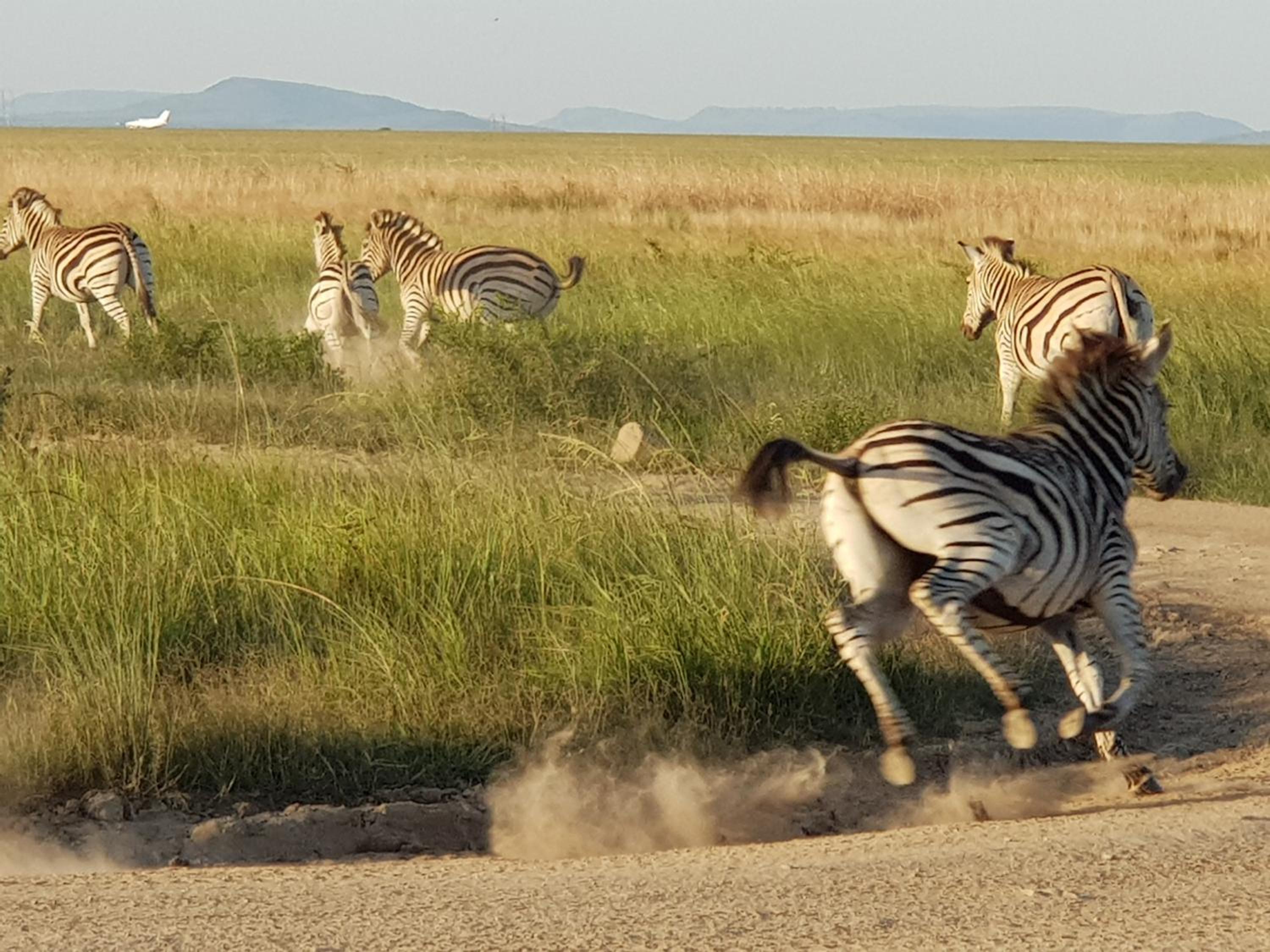 Nambiti Plains Lodge
