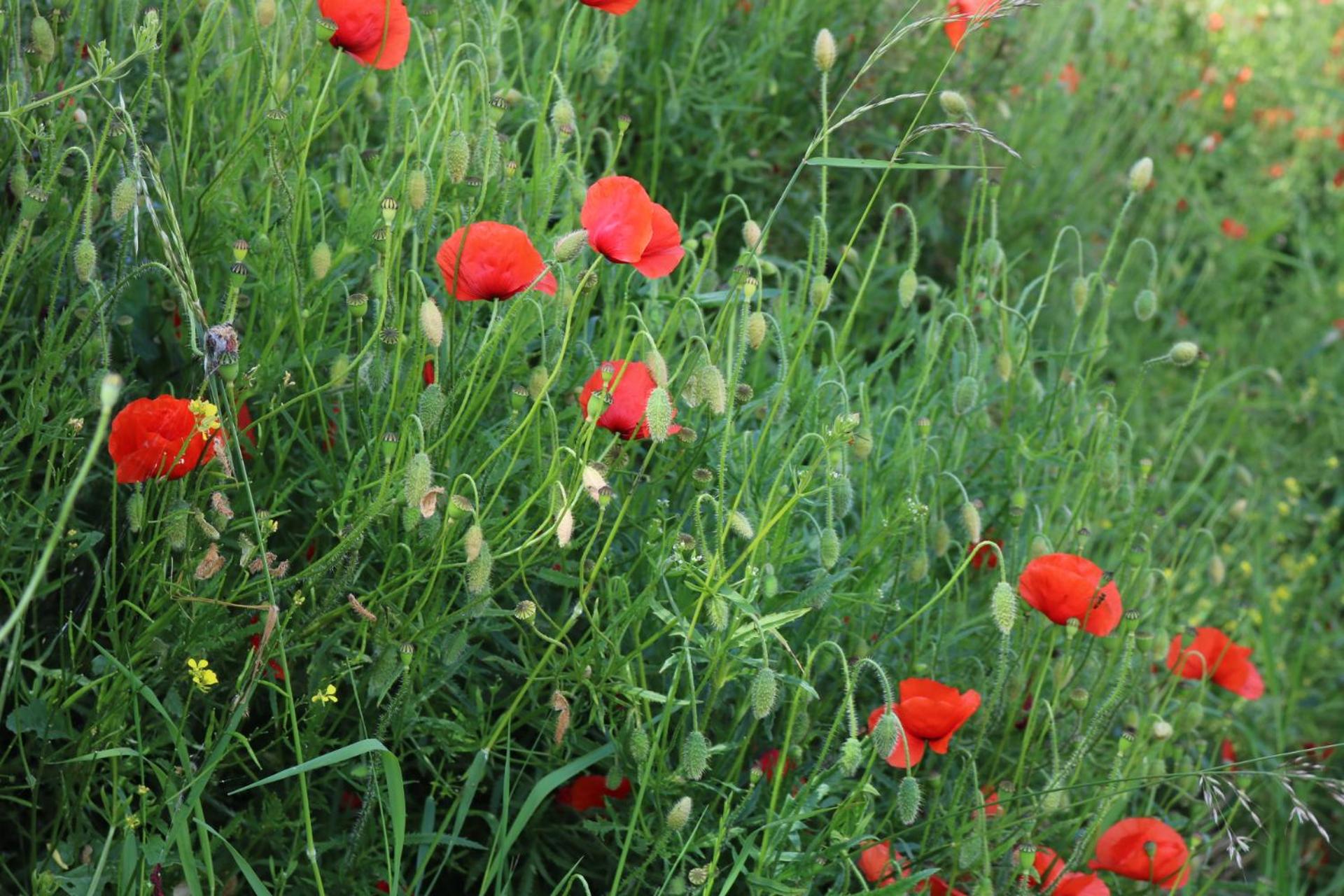 Photo 50