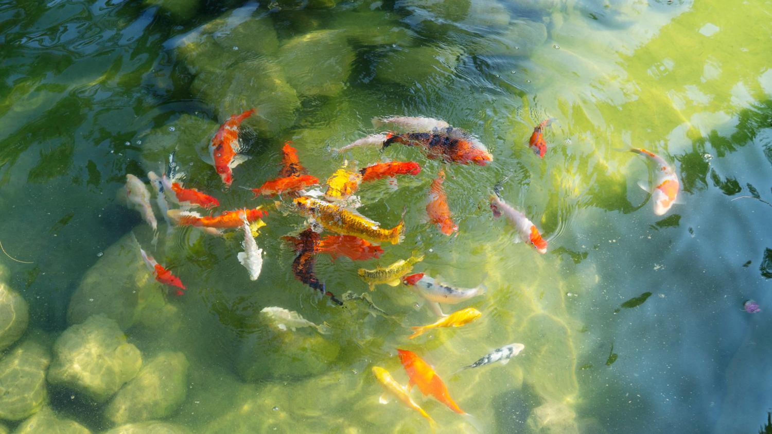 Pisces Garden B&B