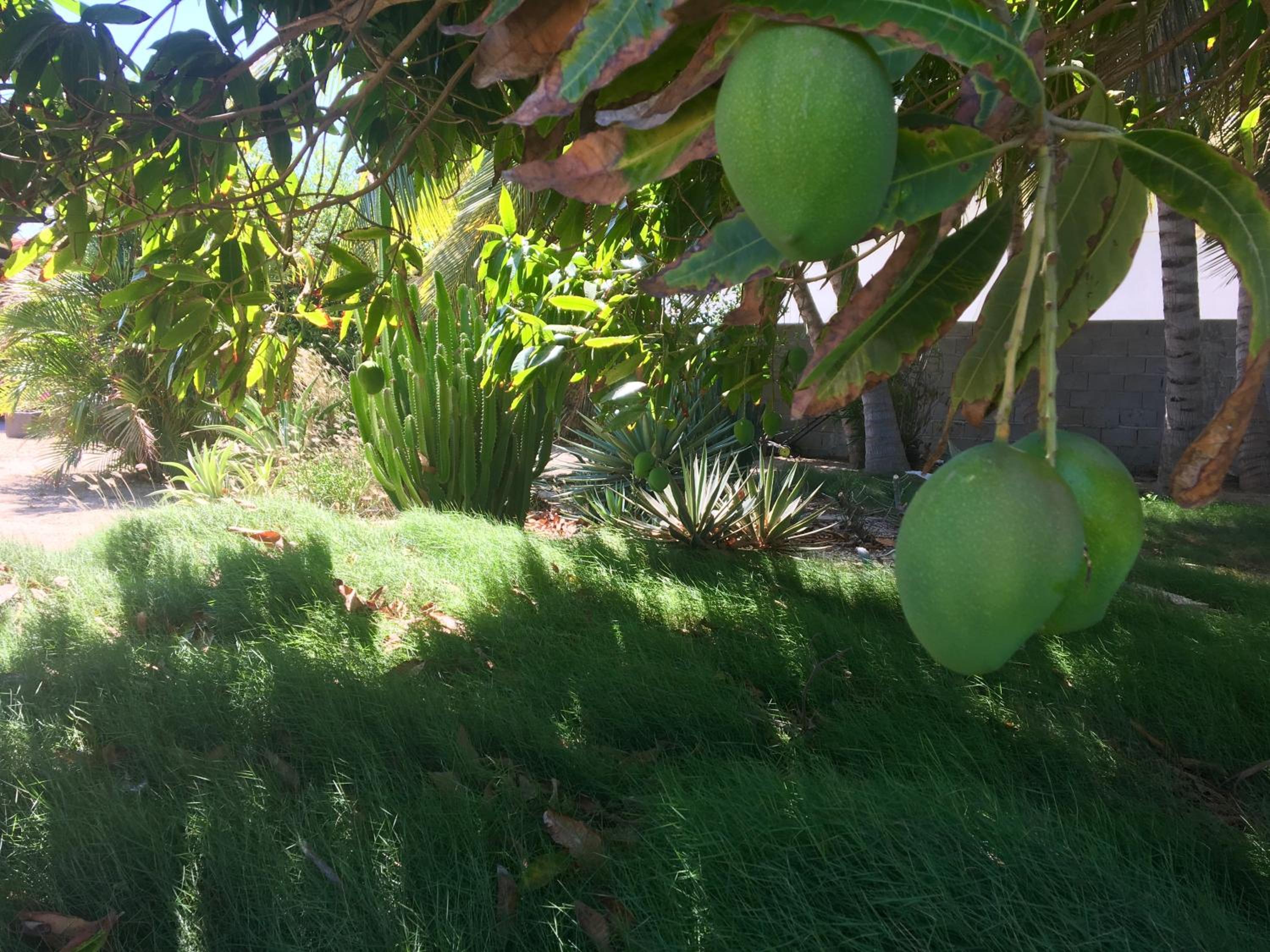 Bubali Gardens