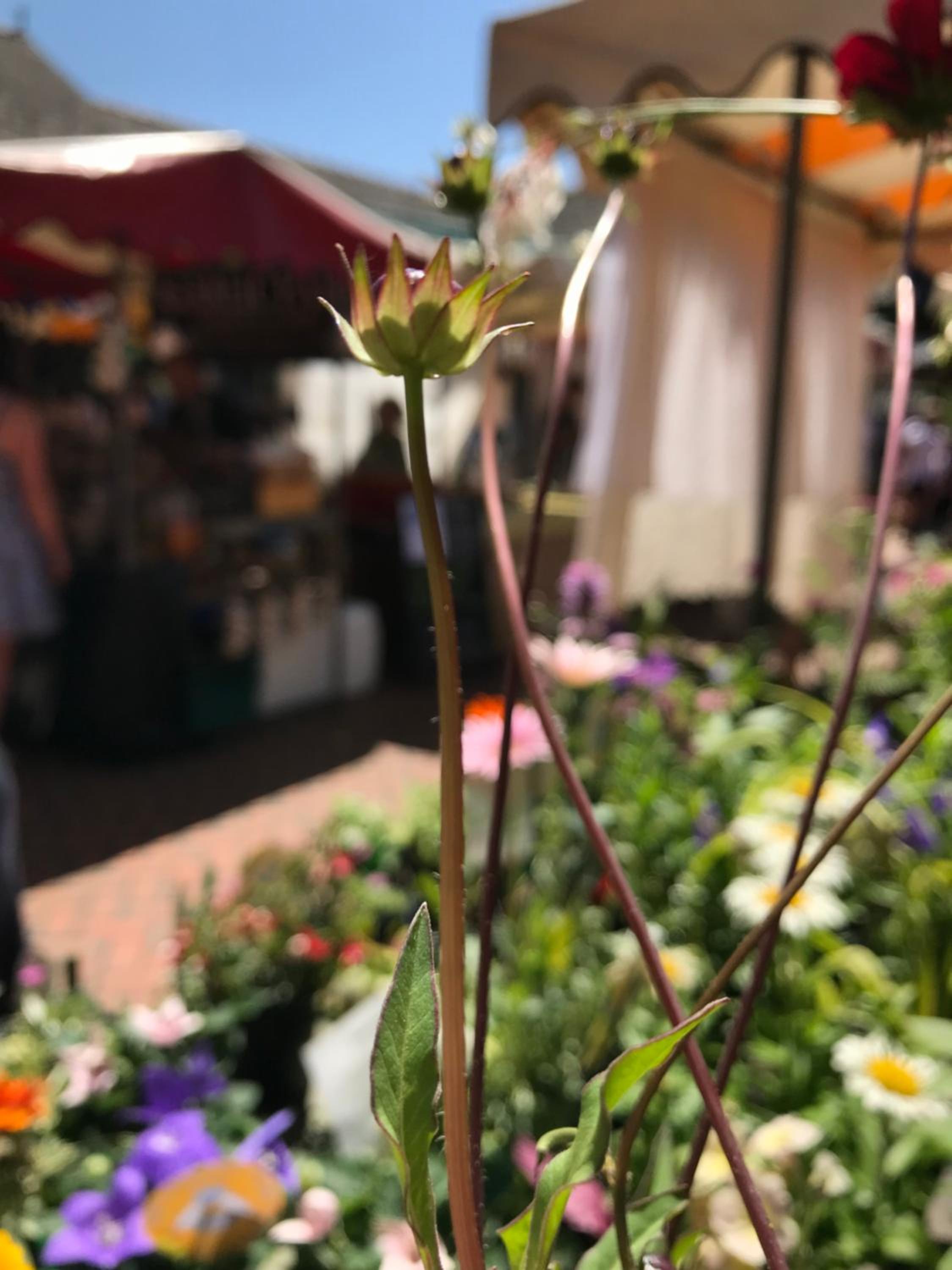 Stroud Vacations - Upper Highview - Self Catering Apartment, fpventures Stroud - Property Image 1