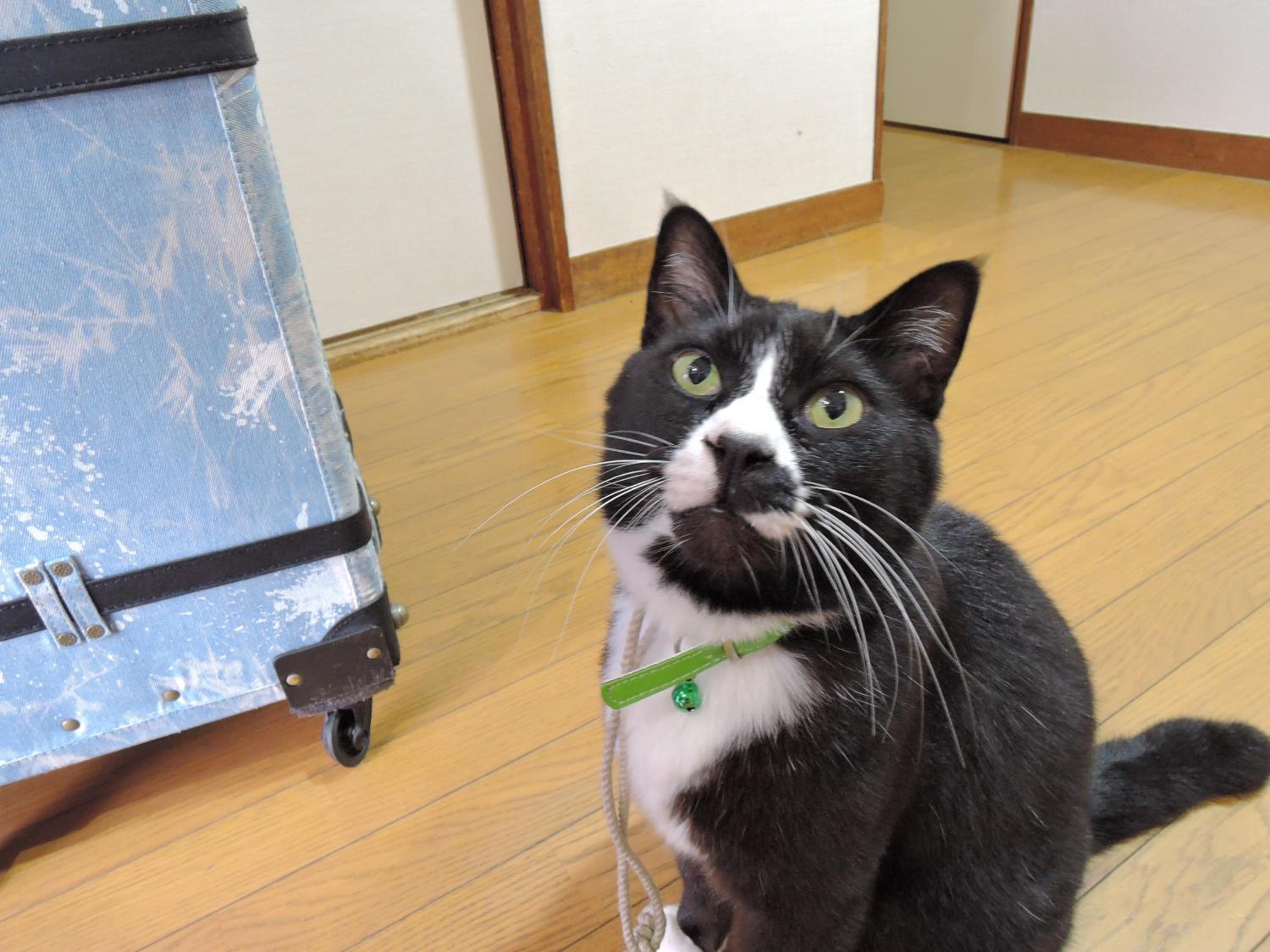 Minshuku Osaki