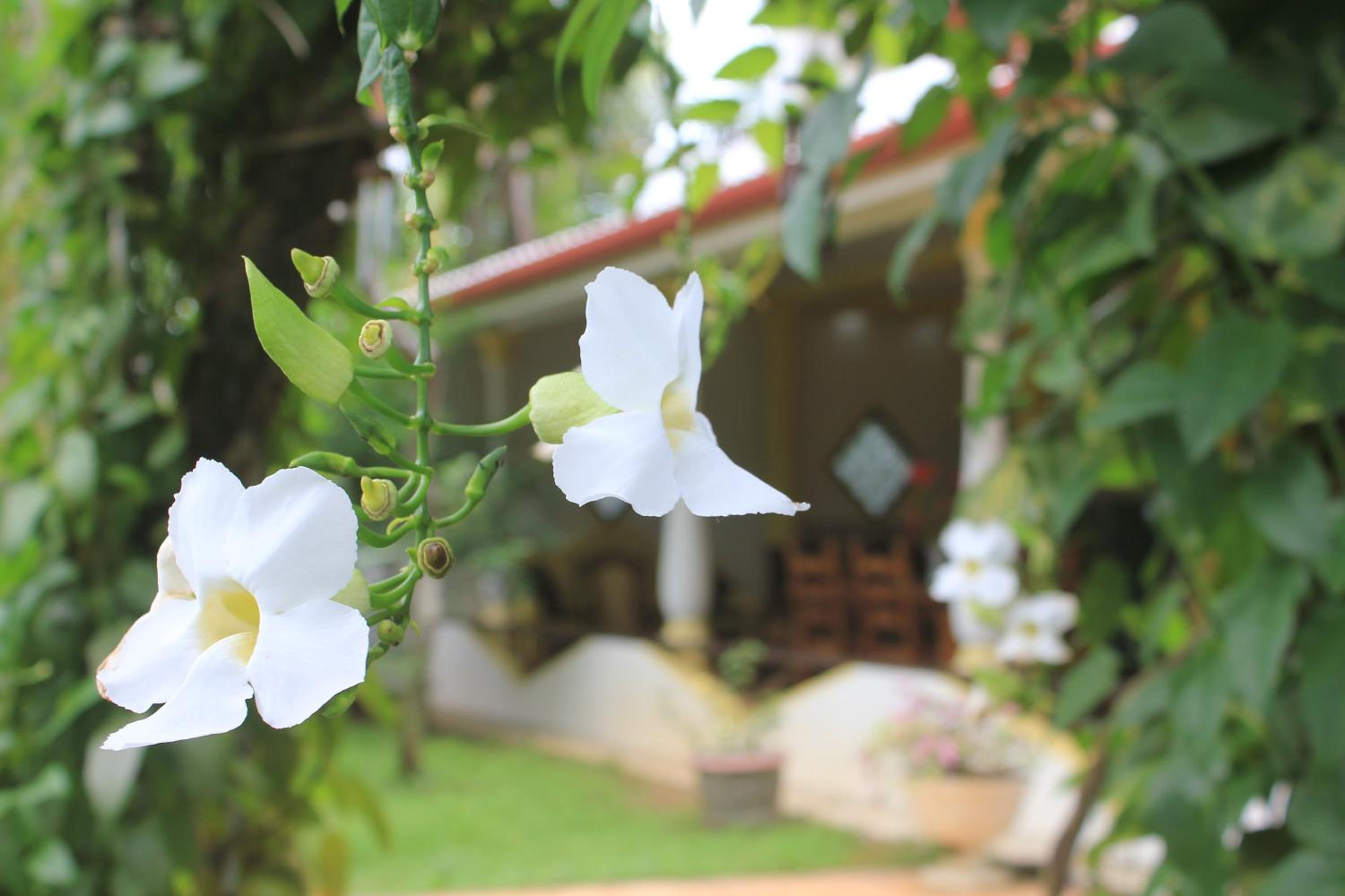 Dionis Villa