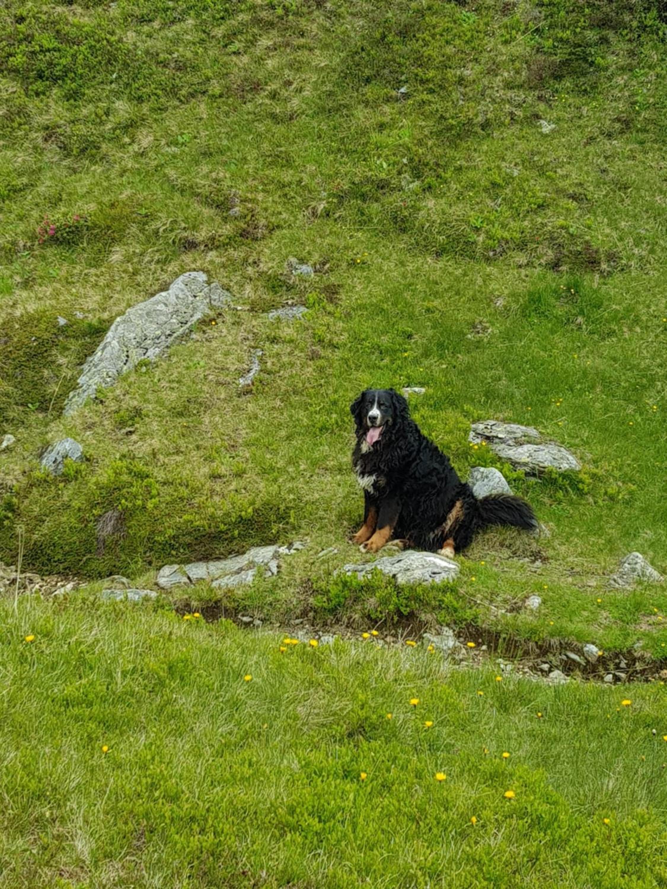Denggnhof