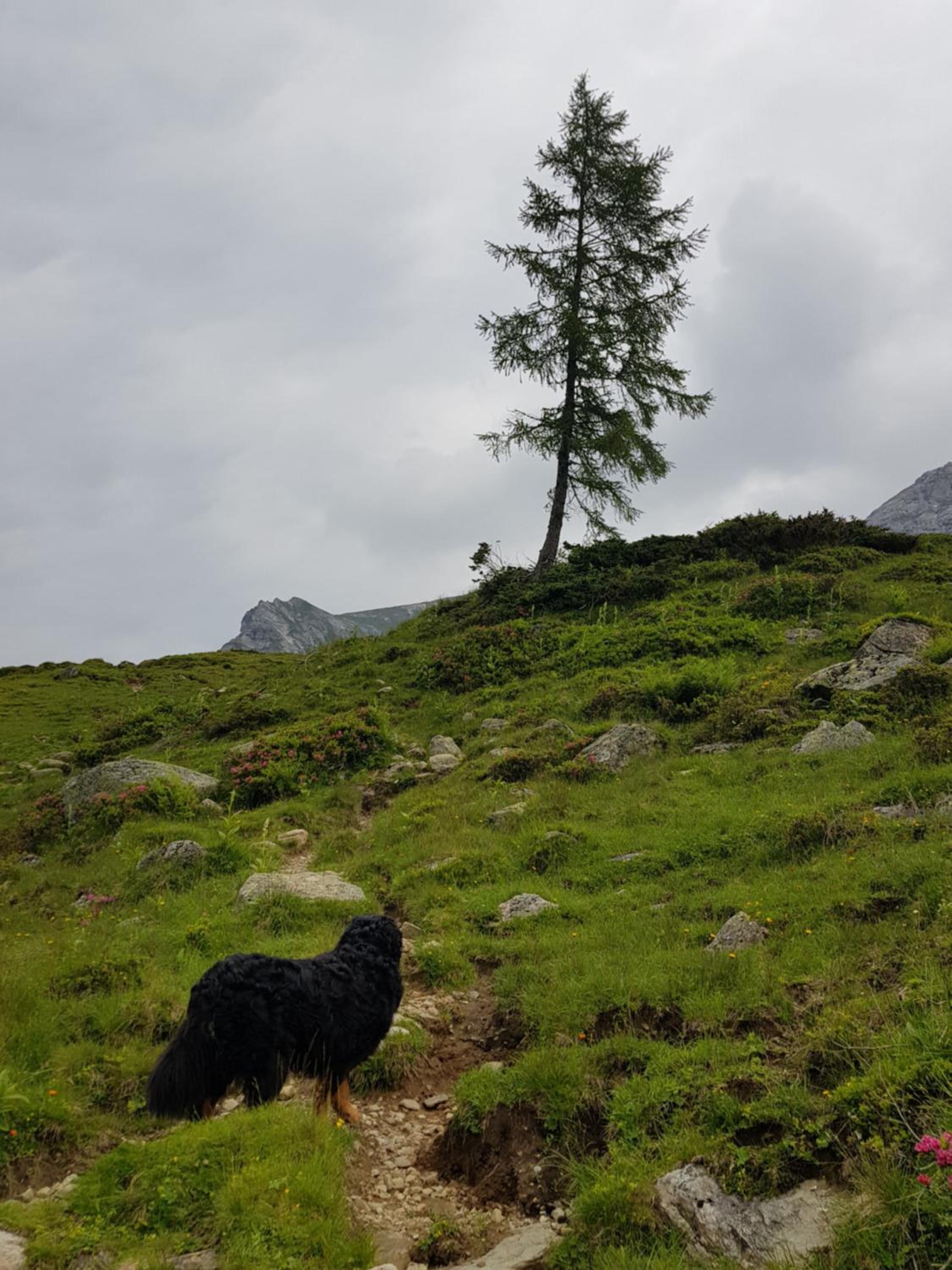 Denggnhof