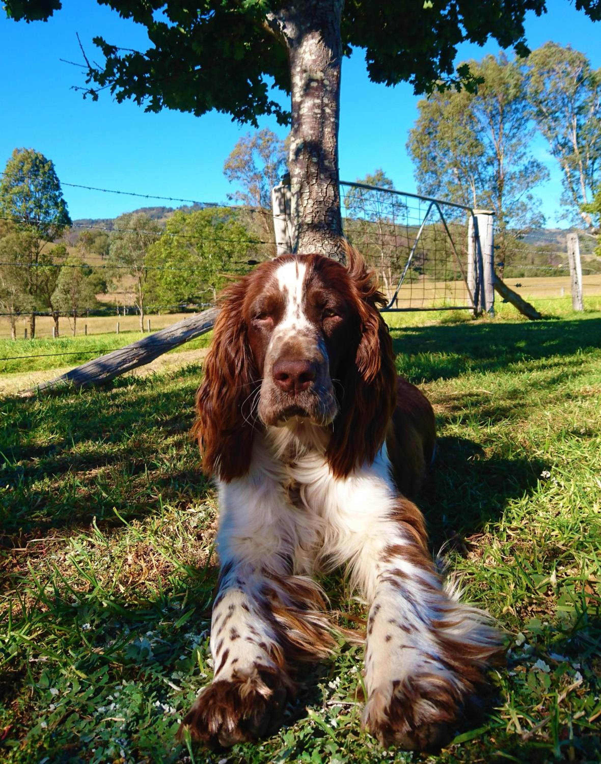 The Wattle Lodge