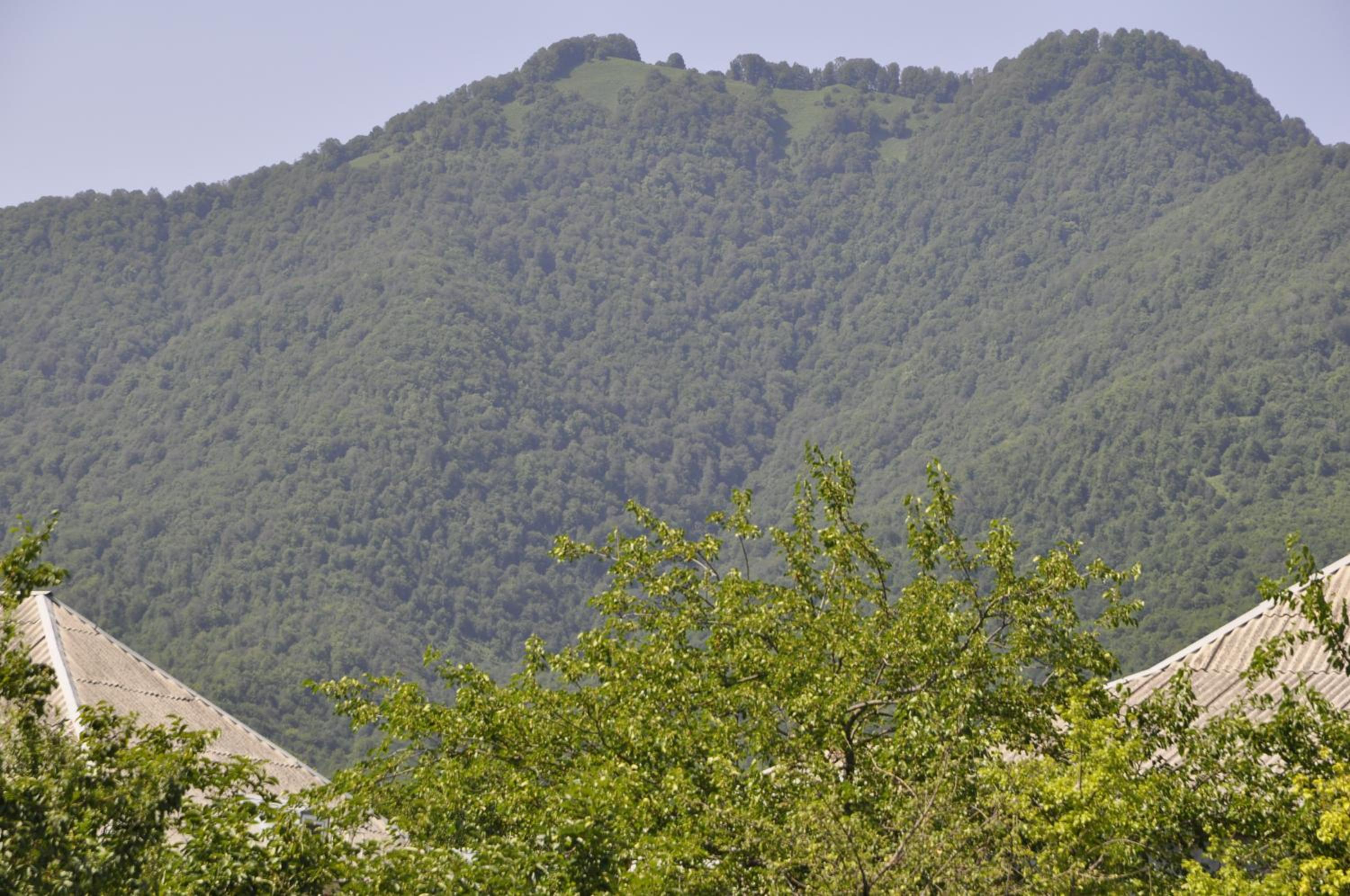 Apartments Firuze