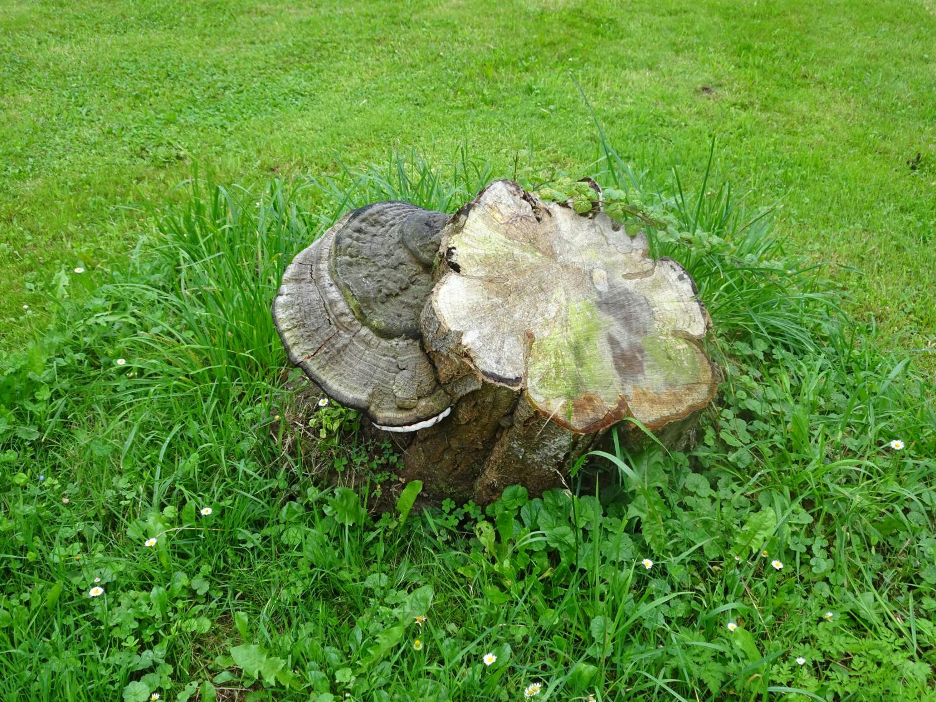 Photo 29